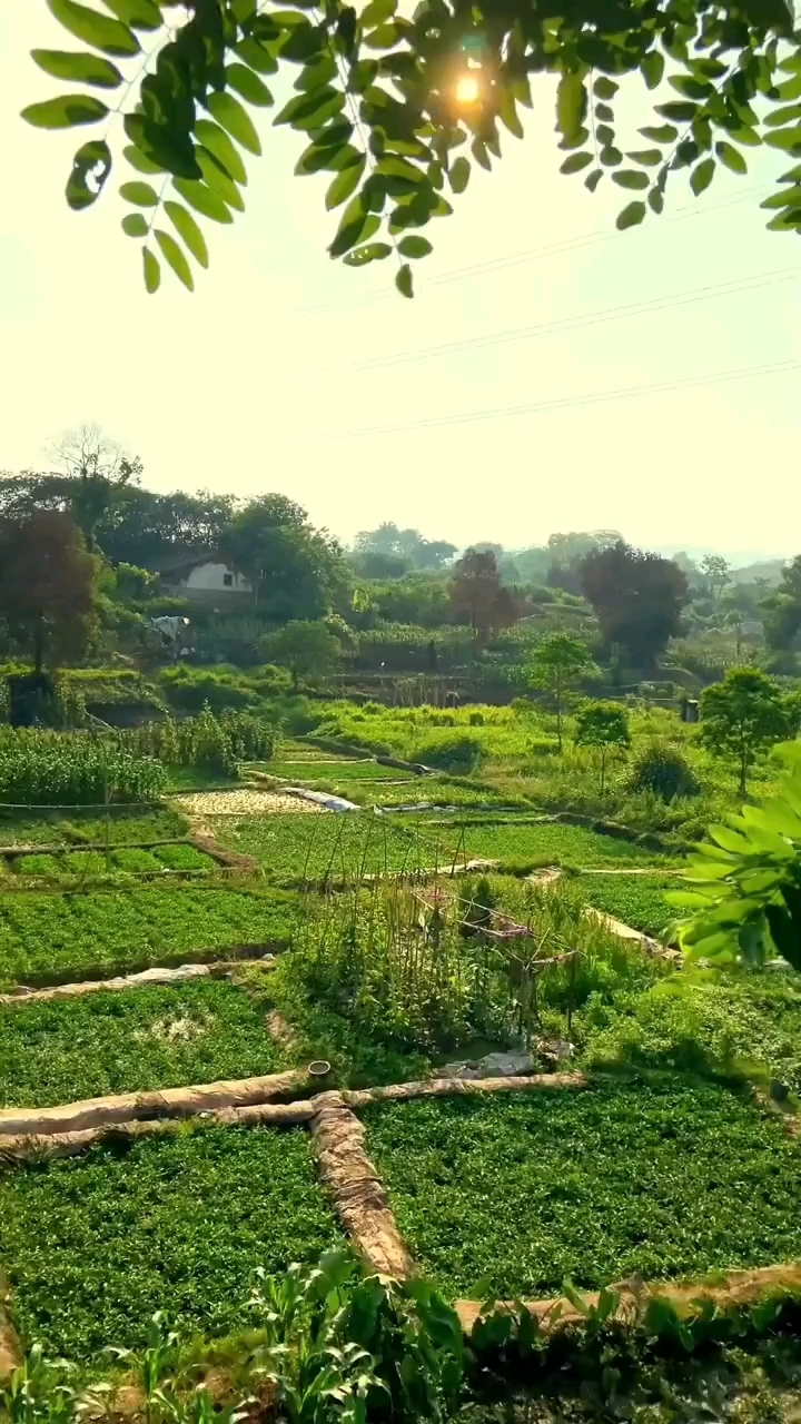 35岁见过最美的风景就是我家的菜园、后山的玉米地