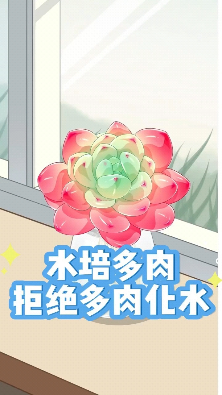水培多肉拒绝化水