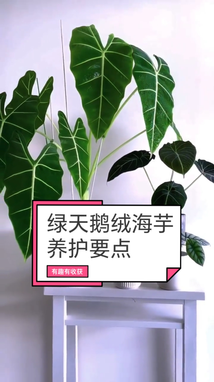 绿天鹅绒海芋养护要点