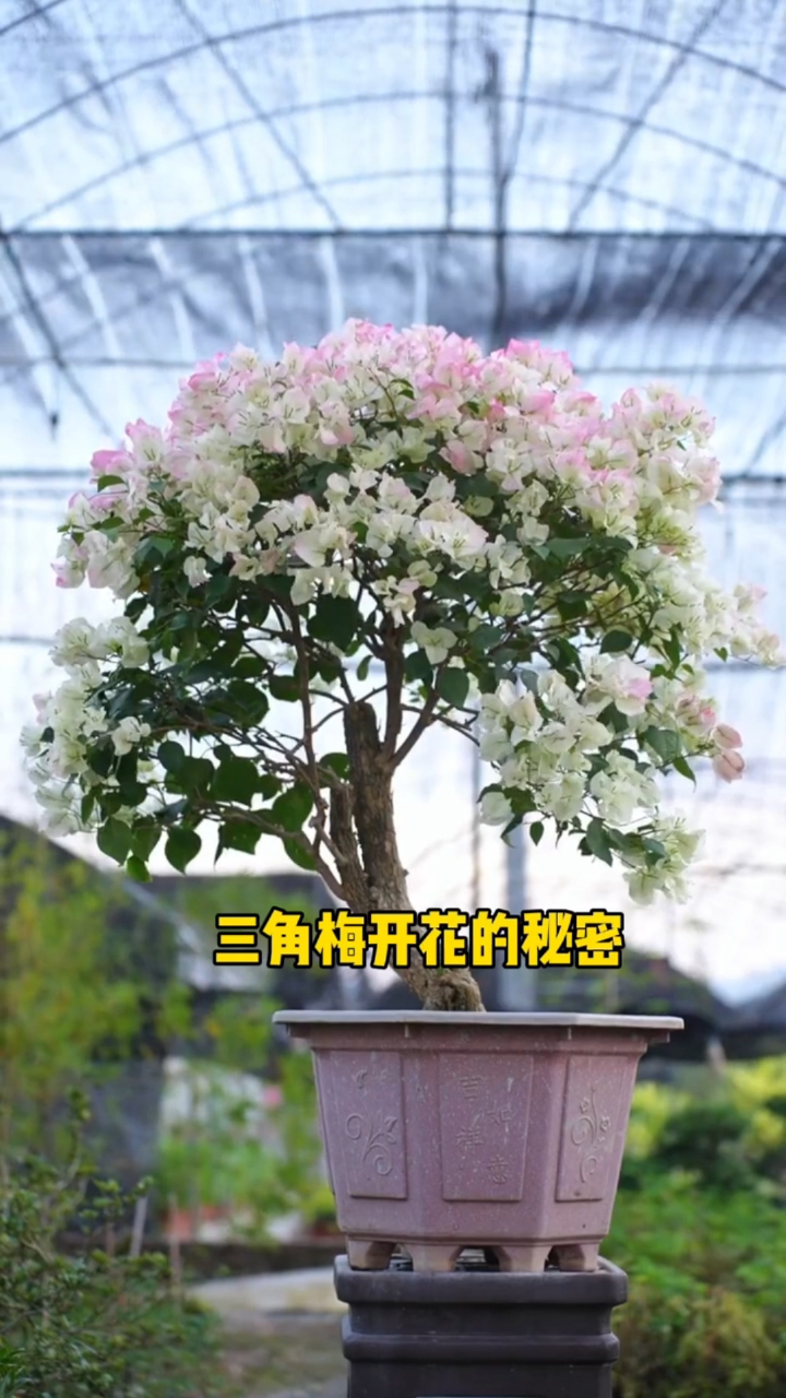 三角梅开花的秘密