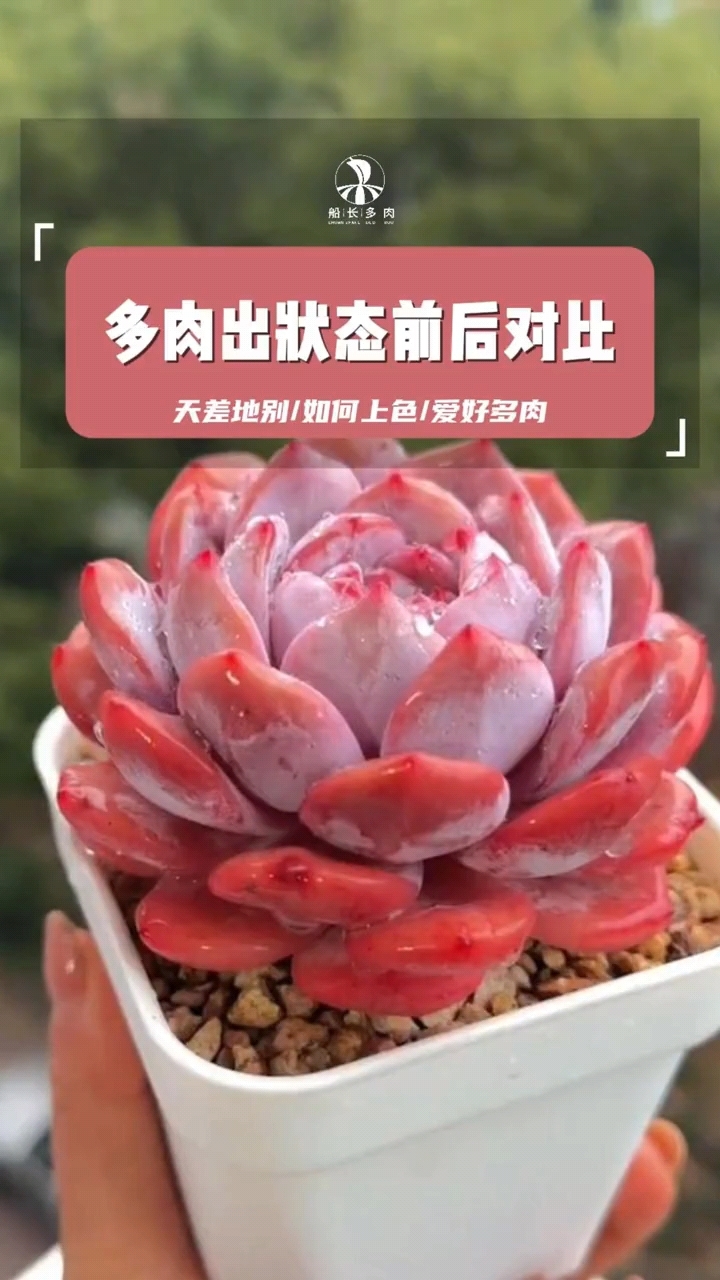 多肉出状态前后对比