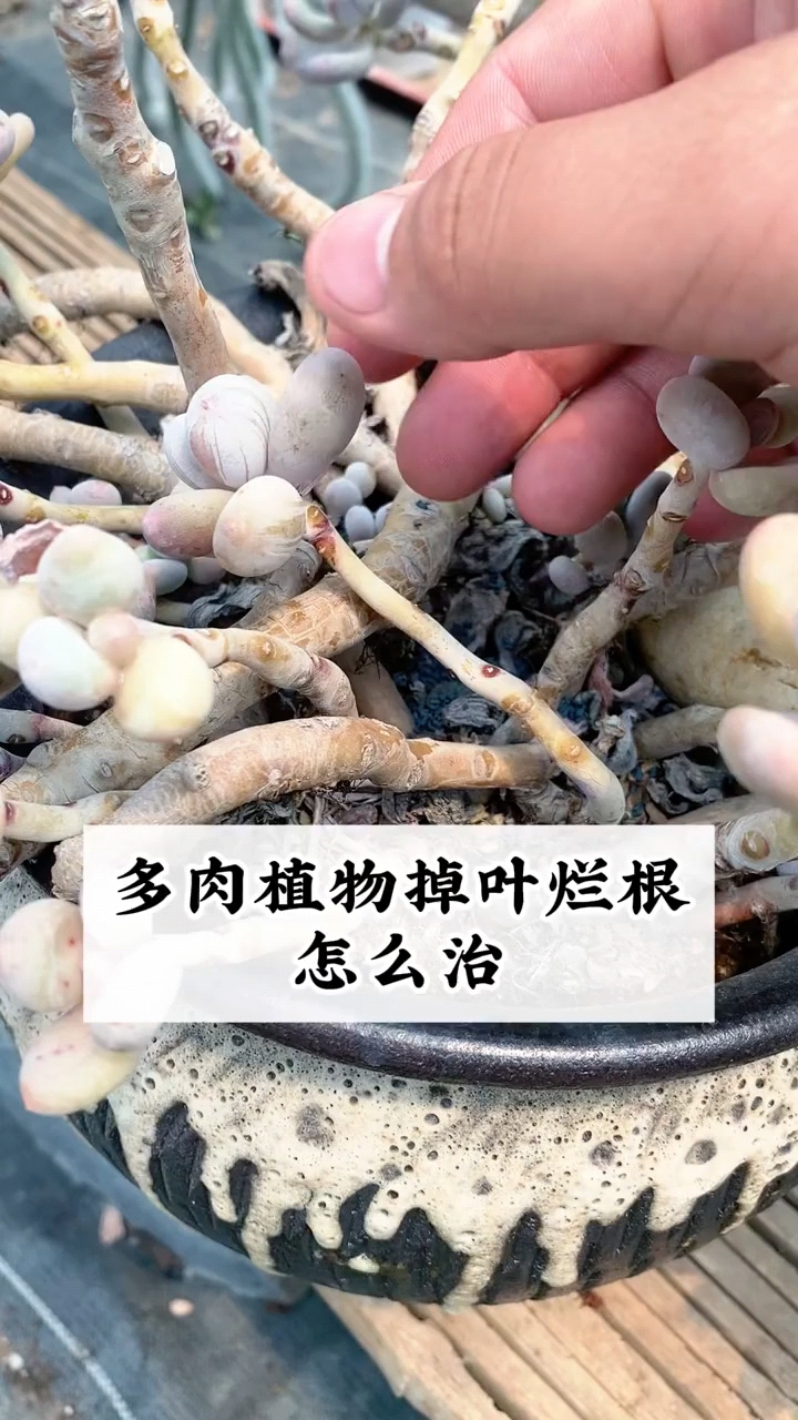 多肉植物掉叶烂根怎么办