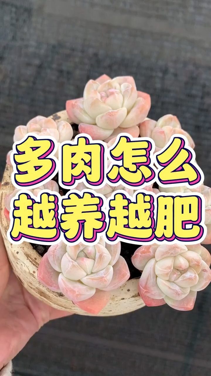 多肉怎么越养越肥