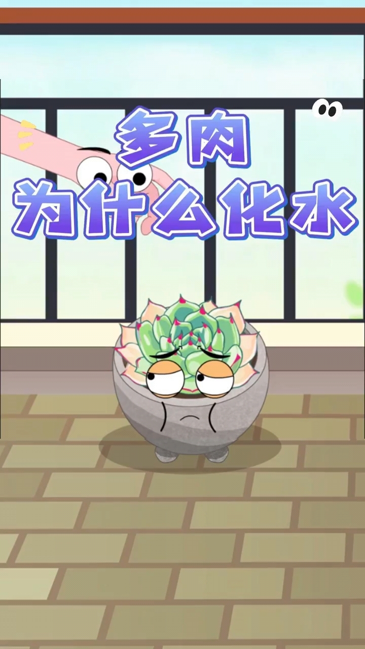 多肉为什么会化水