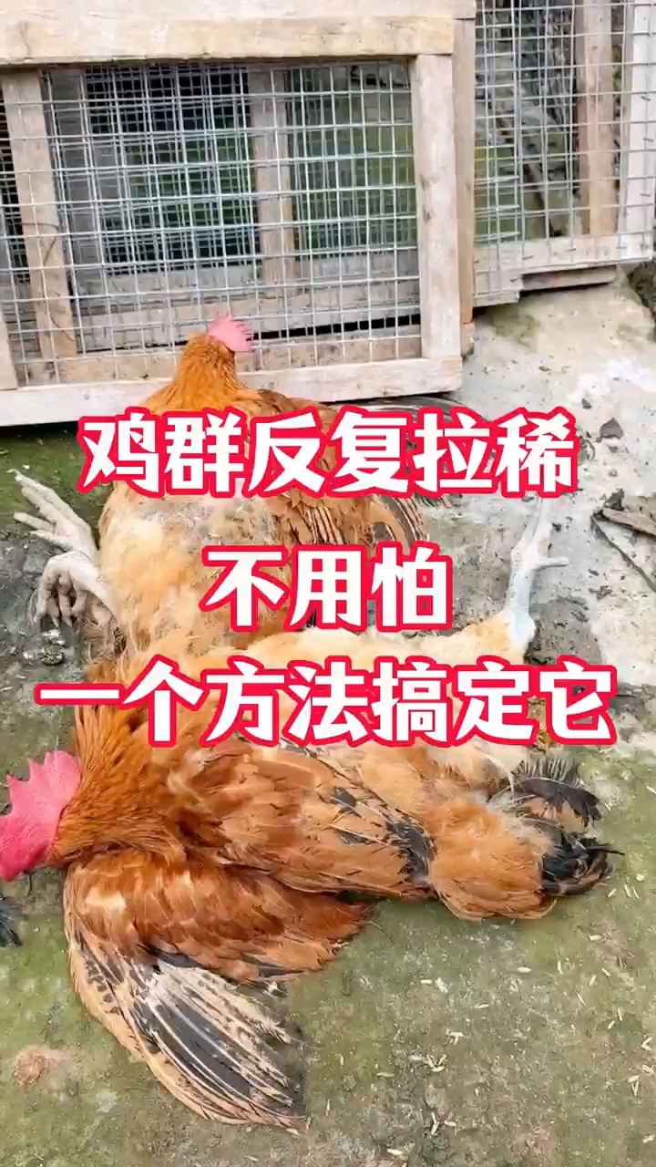 鸡反复拉稀不用怕,一个方法解决#养殖技术# ##养殖小妙招# #农村散养土鸡# #生态放养