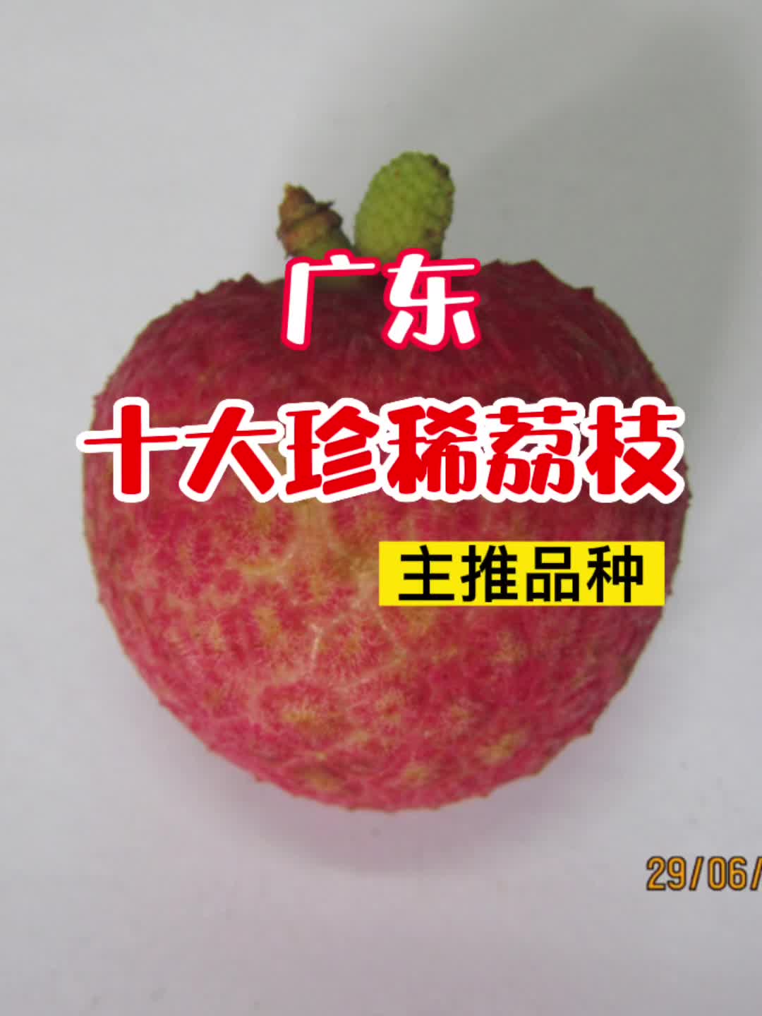 广东十大珍稀荔枝主推品种