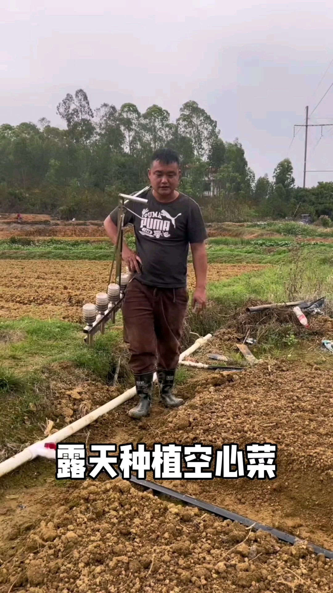空心菜种植方法