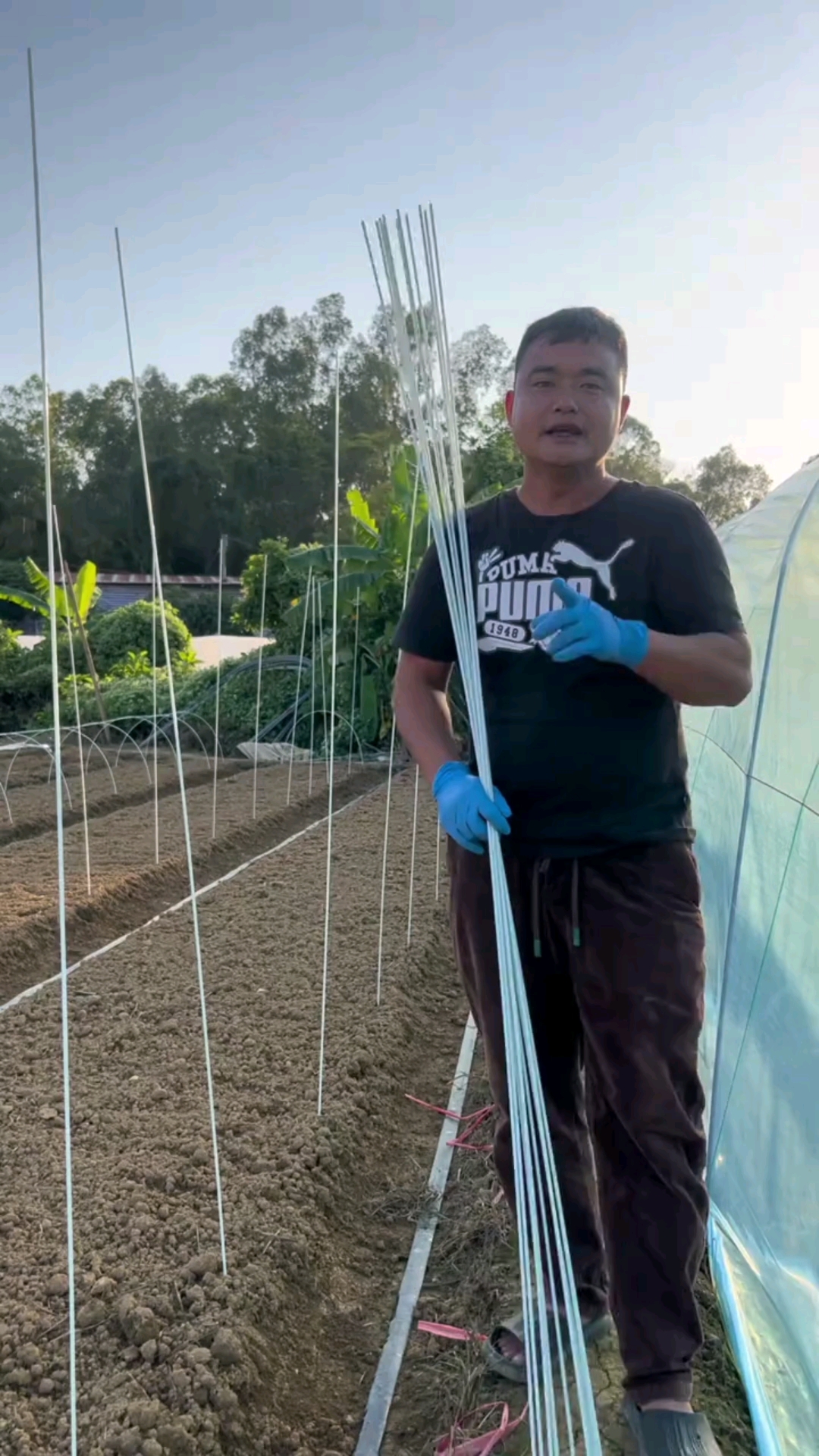 反季空心菜种植低成本简易大棚