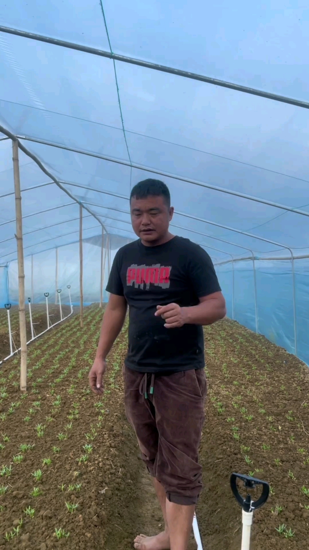 种反季空心菜要注意温度