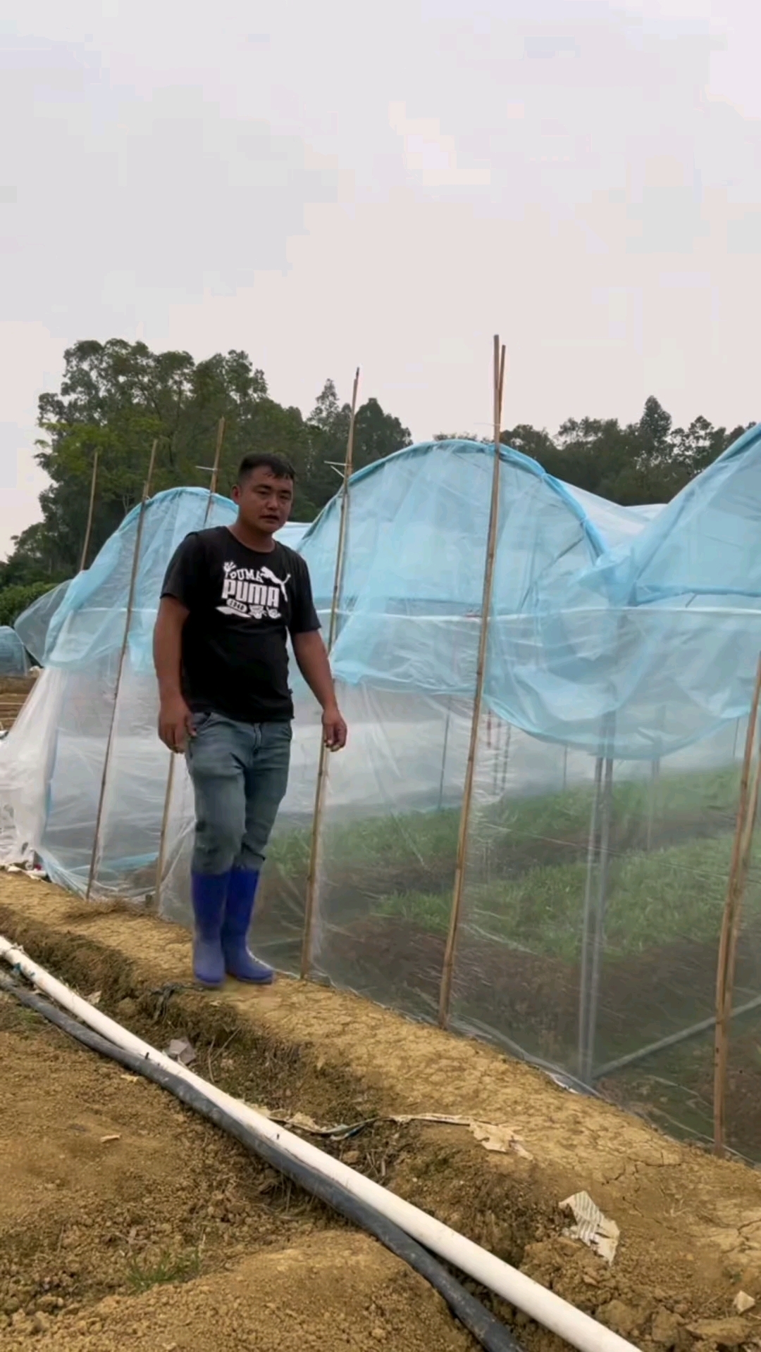 反季种植空心菜第46条简易大棚完工