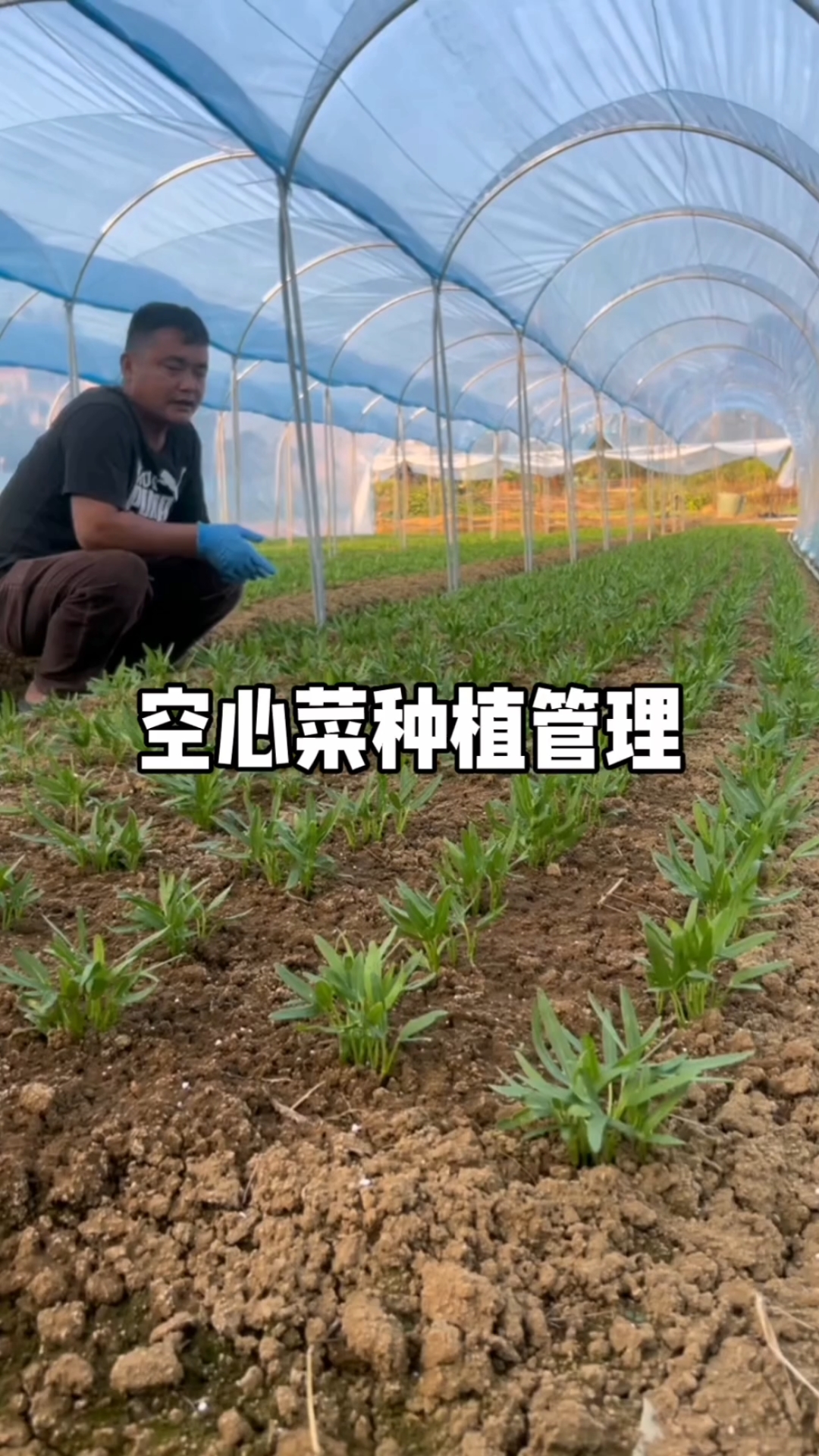 反季空心菜出现死苗情况记得控好水