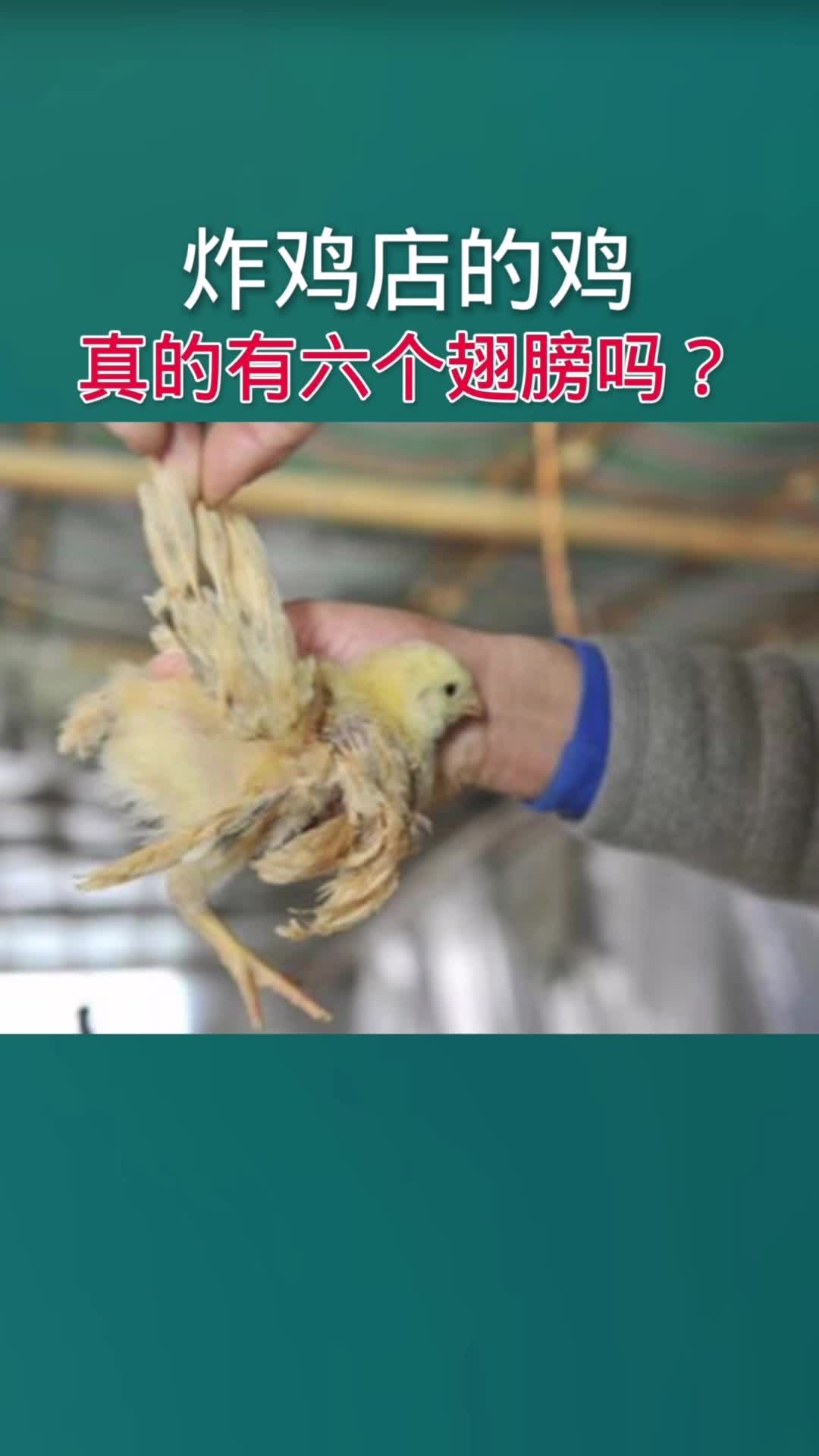 炸鸡店的鸡真的有六个翅膀吗?