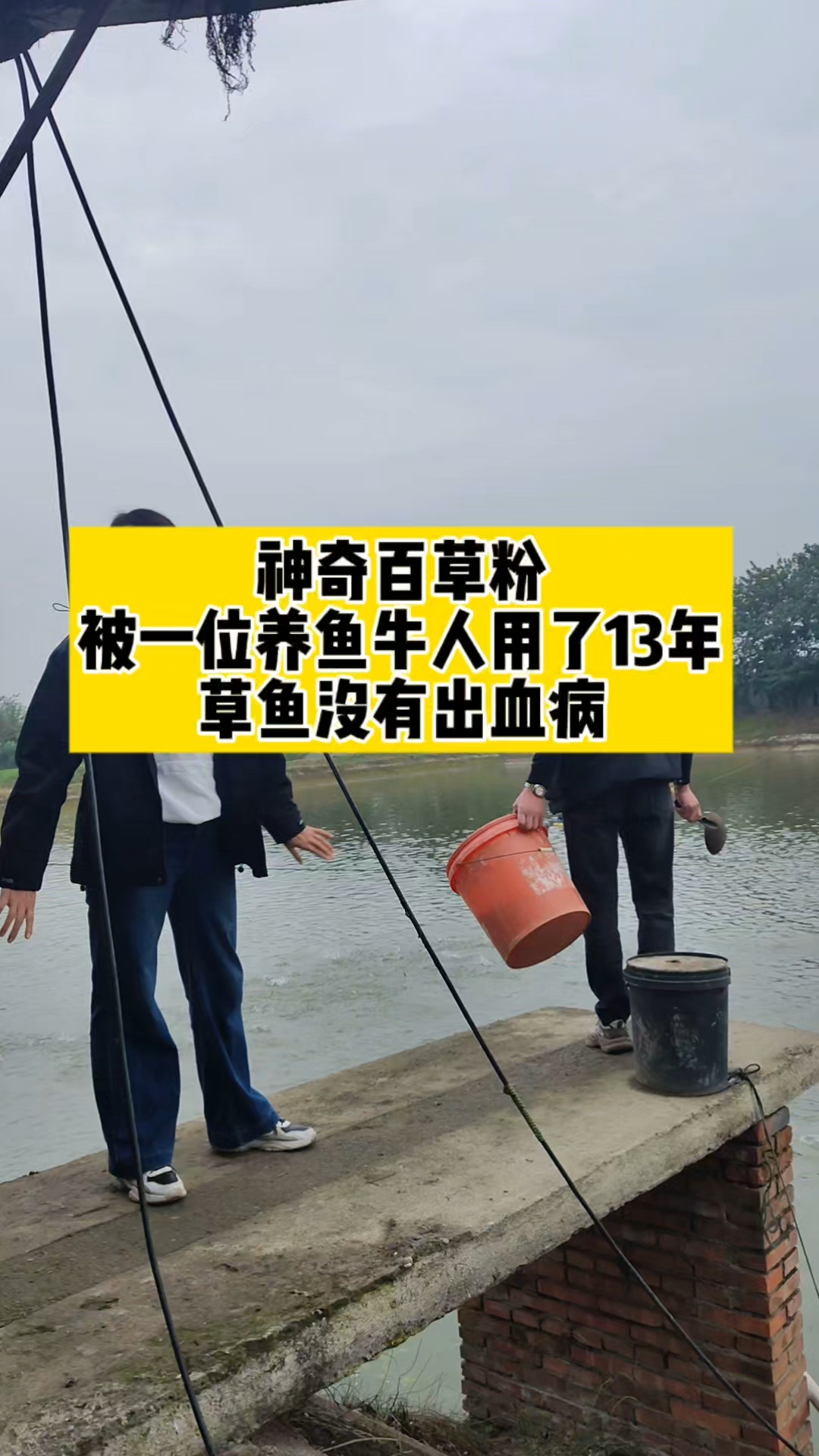草鱼出血病,草鱼乌头瘟