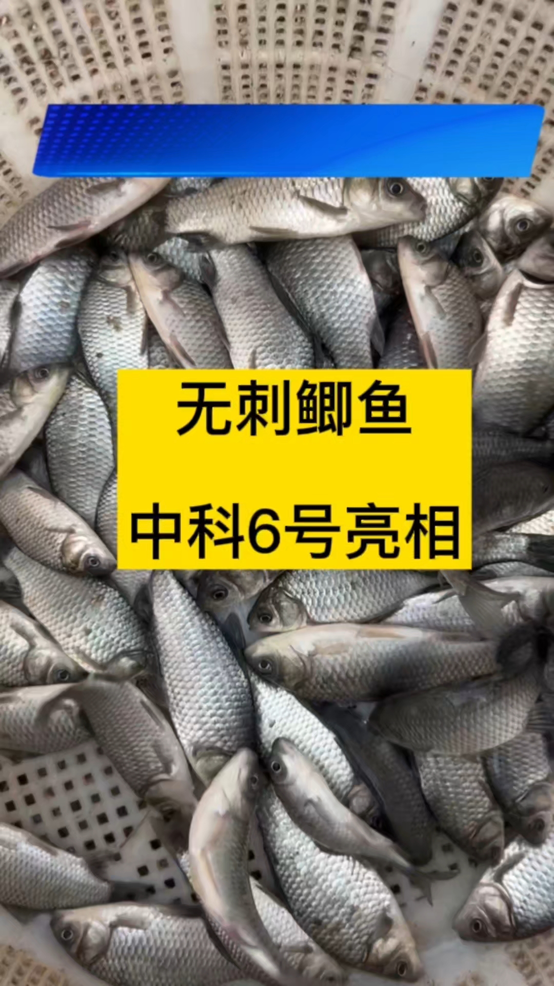 无刺鲫鱼,中科6号亮相
