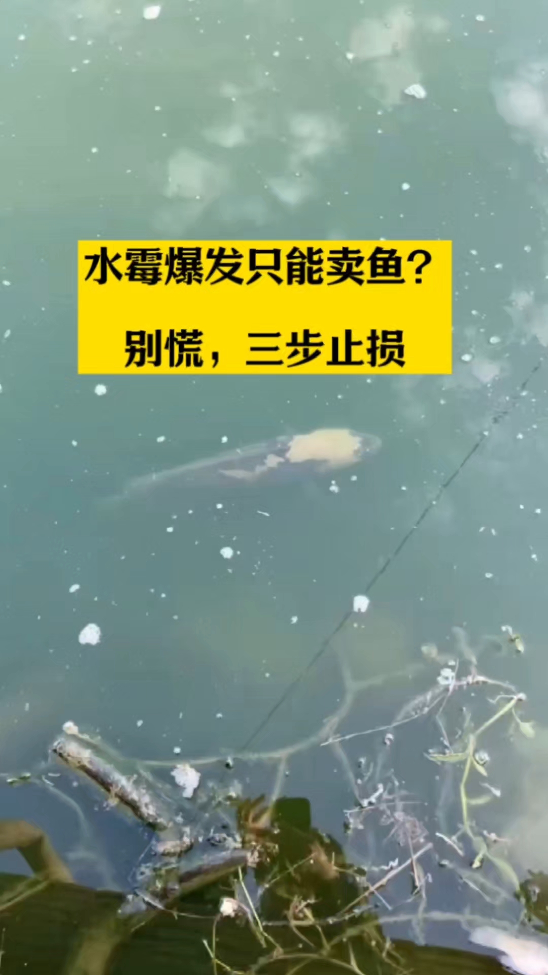 鱼塘发现鱼水霉鱼白毛鱼趴边漫游晒太阳，怎么处理