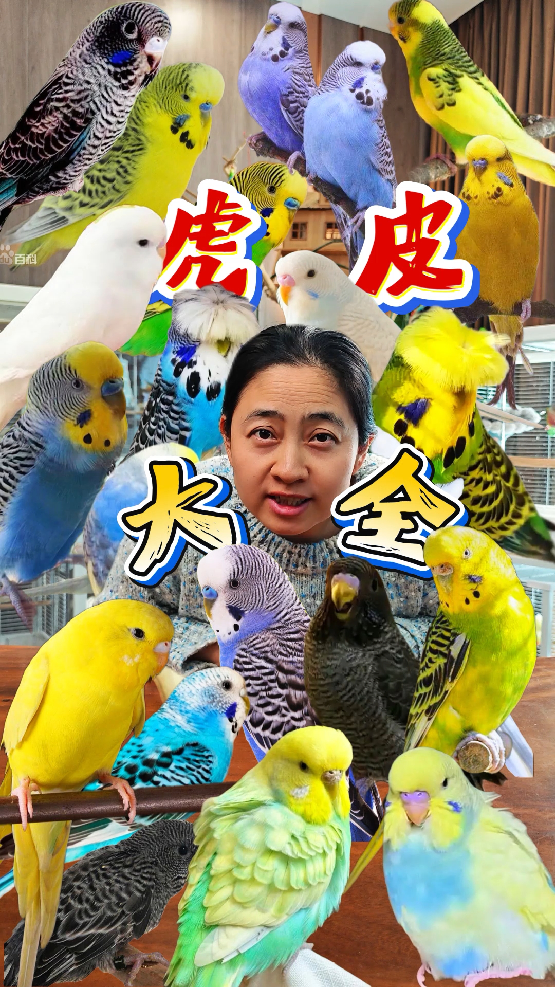 虎皮鹦鹉有哪些品种?