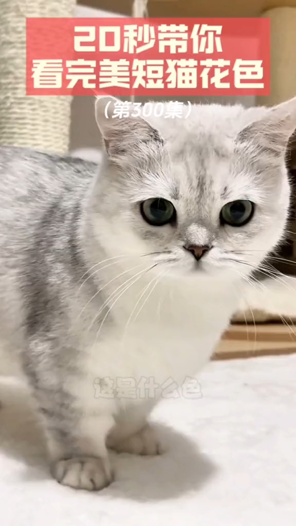 美短花色
