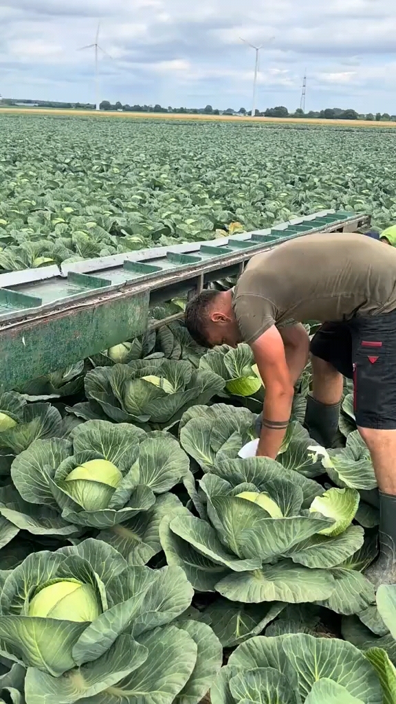 原来外国的包菜和中国的包菜长的一样!