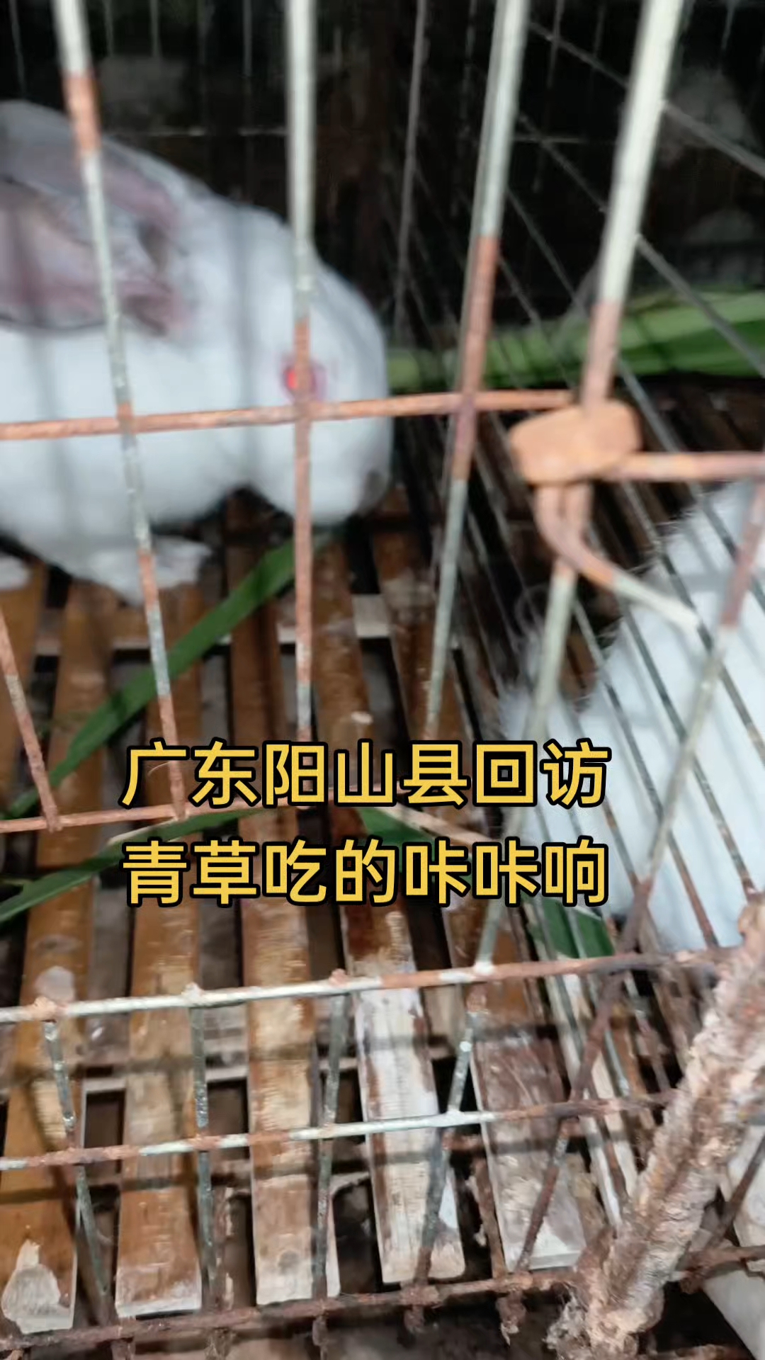 广东阳山县回访 青草吃的咔咔响#阳山县#兔技术#肉兔养殖#你