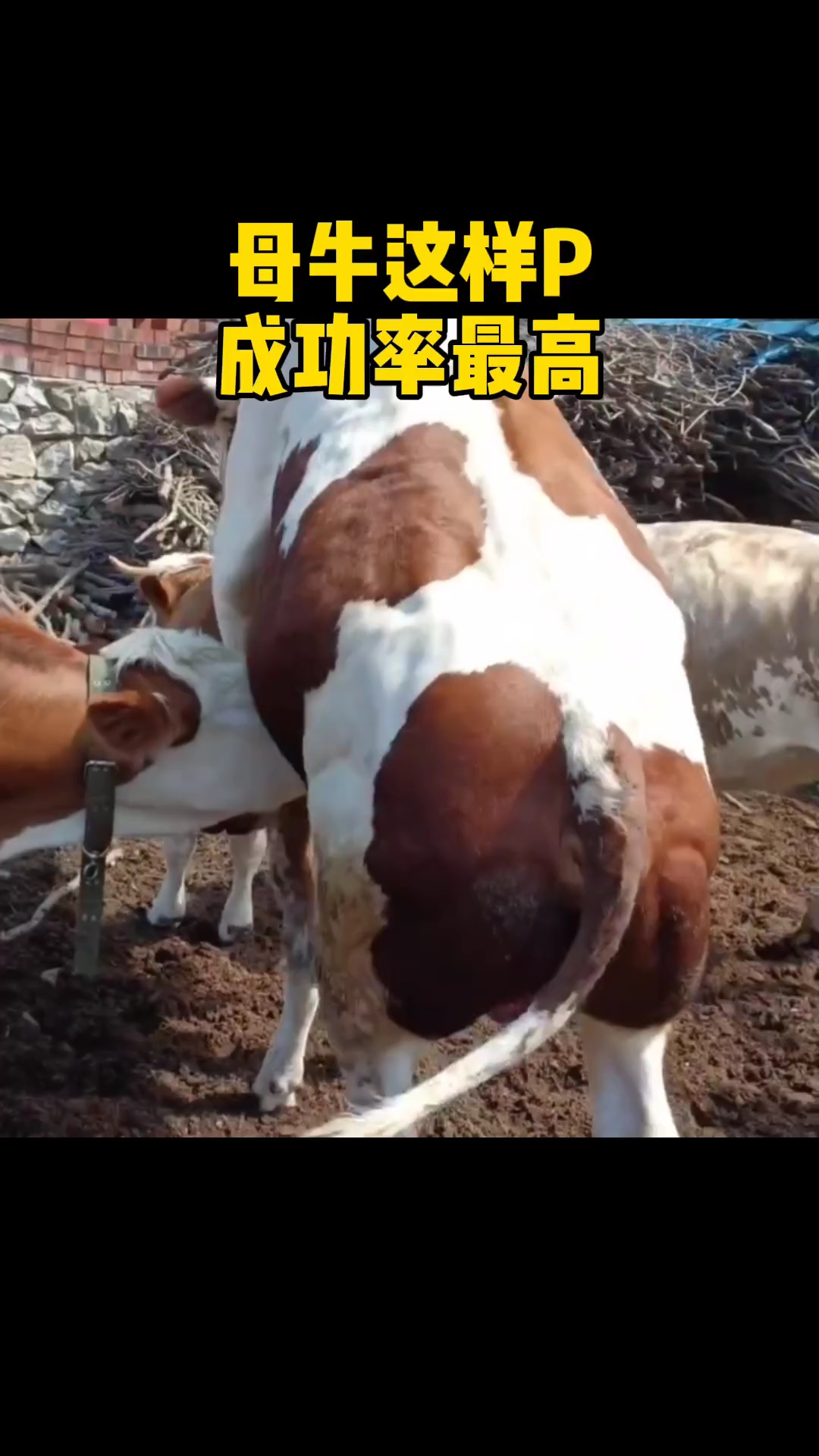 誉科膘王活菌肽 肉牛催肥