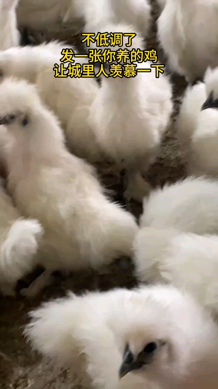 发一张你养鸡的照片，让城里人羡慕一下#泰和乌鸡#
