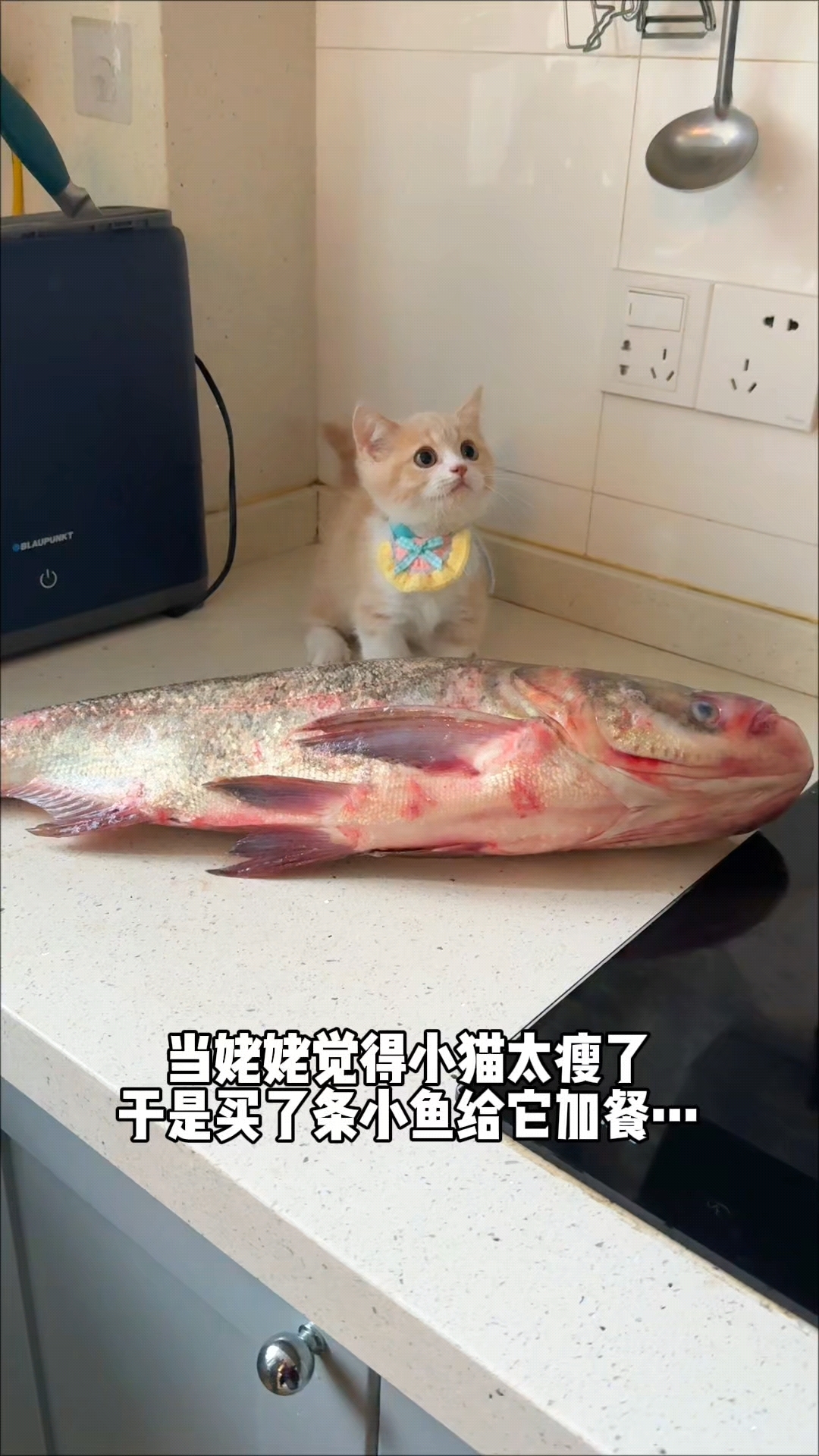 猫:鱼哥,叫我小咪咪就行!