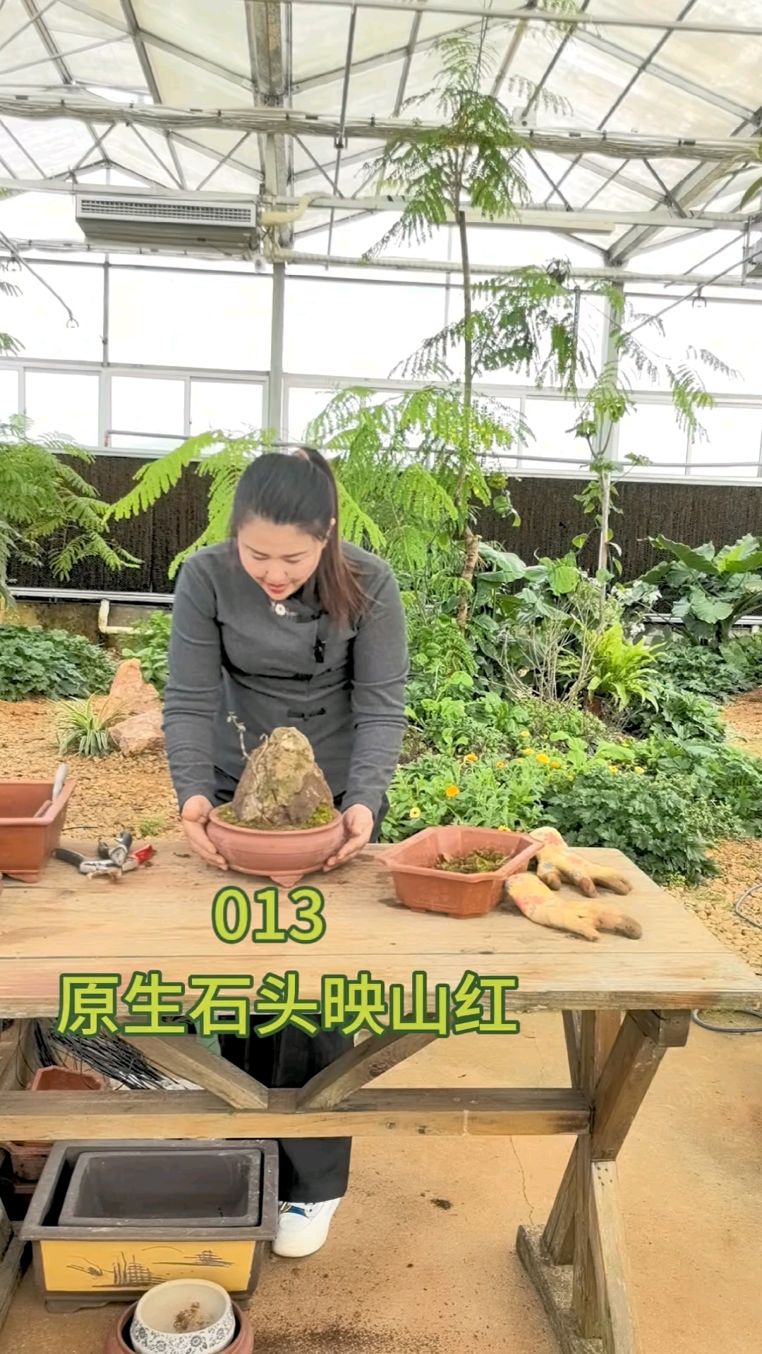 原生石头映山红,连着石头一起装盆,非常的皮实好养。