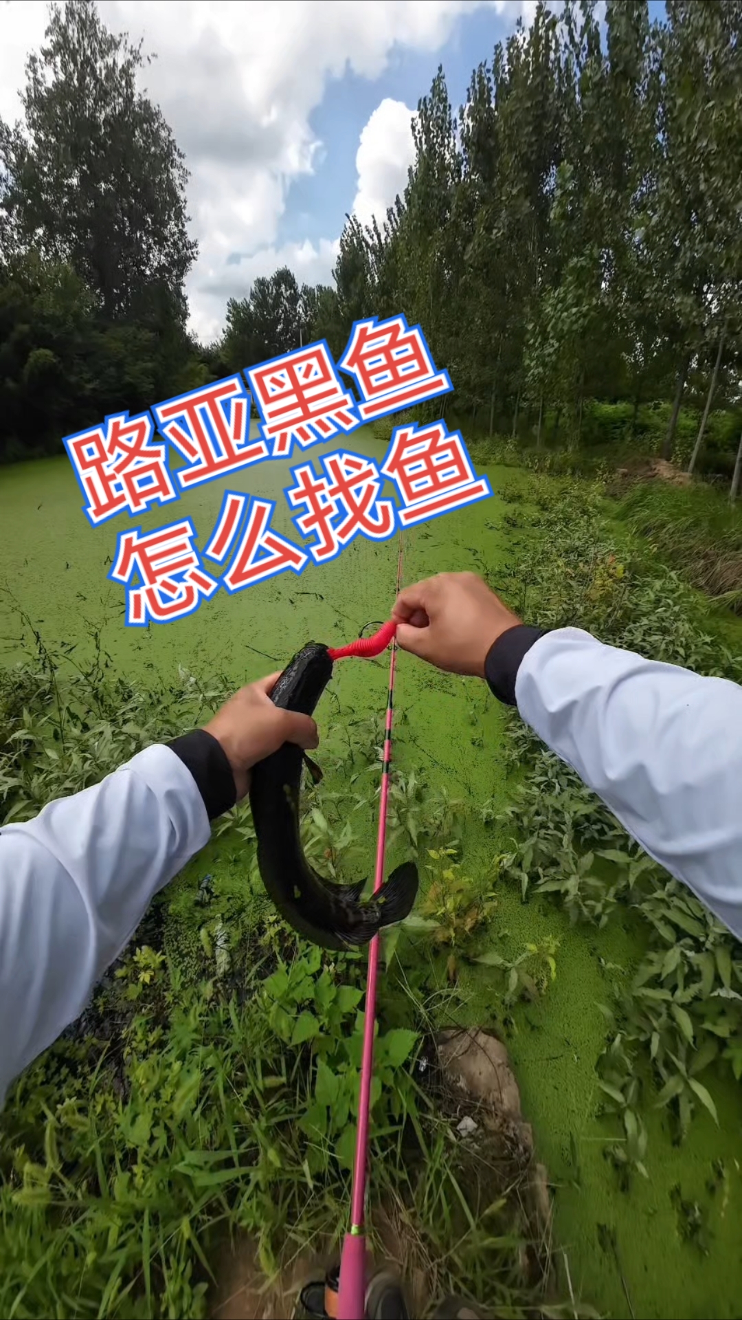 雷强黑鱼找鱼经验分享