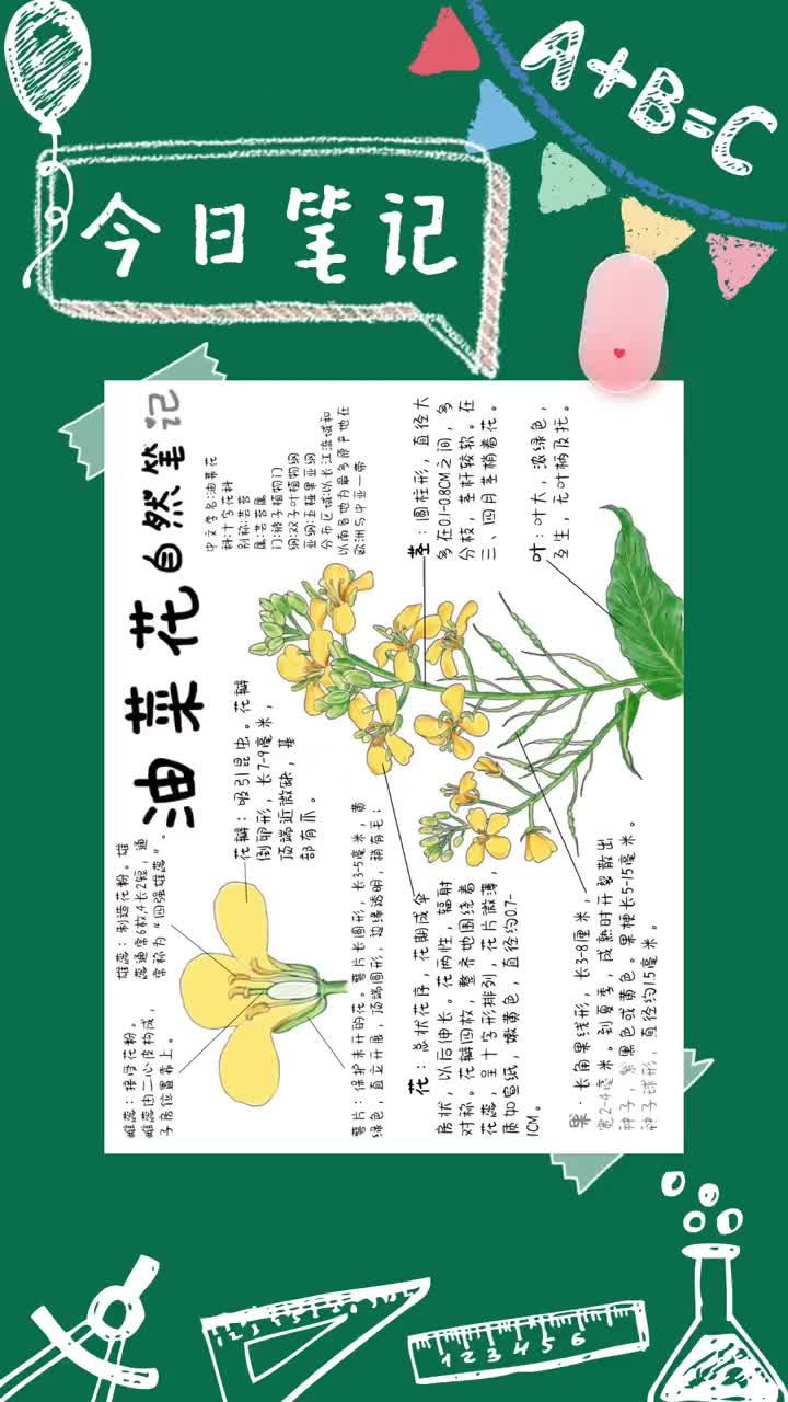 油菜花自然笔记