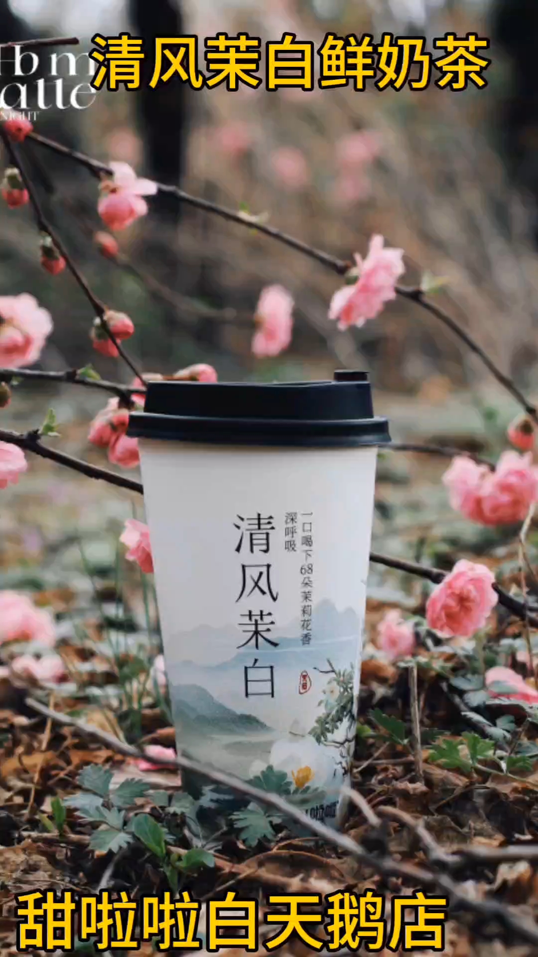 清风茉白鲜奶茶百分之百零添加健康好喝又爽口