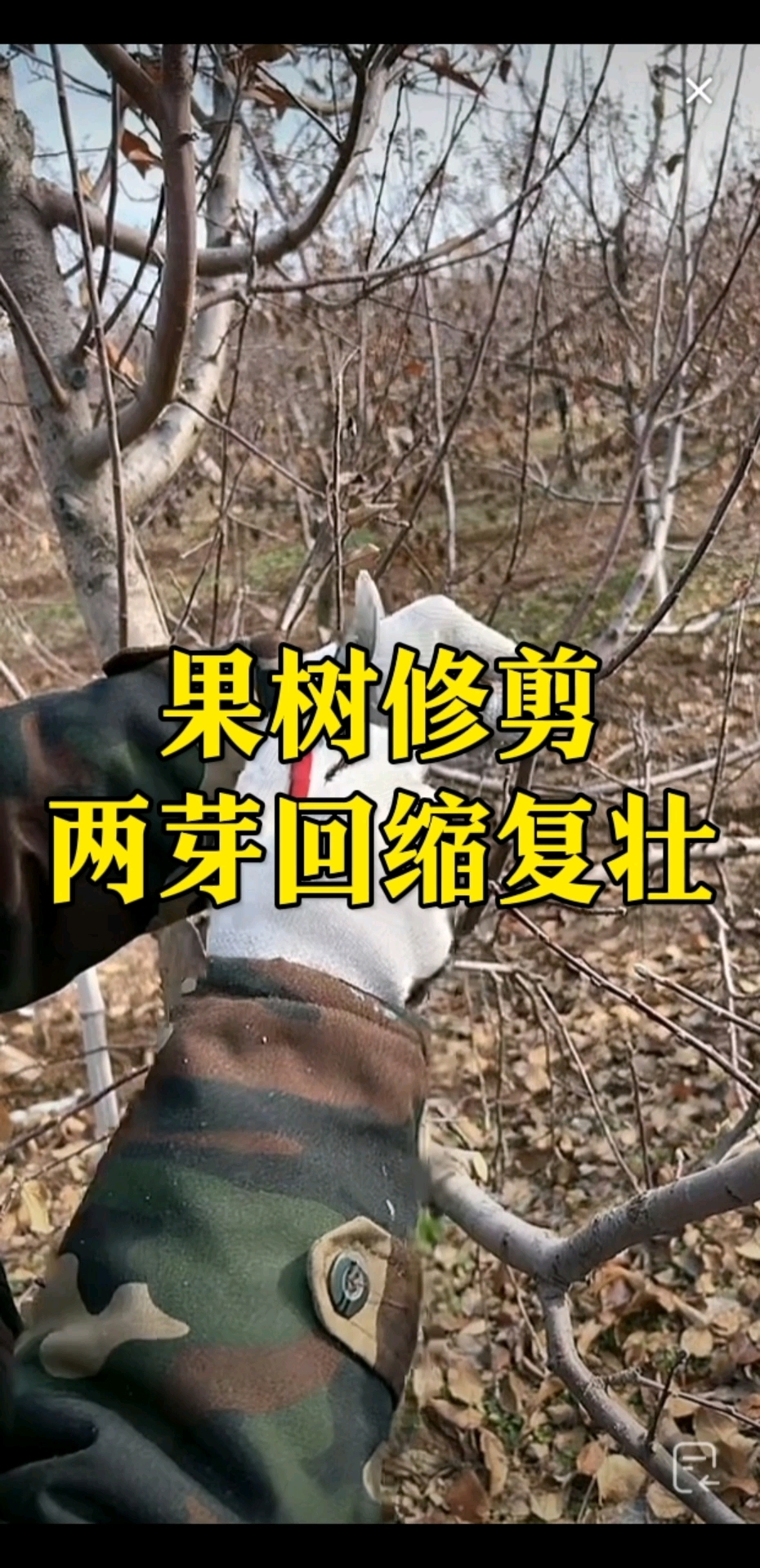 果树整形修剪技术大全,