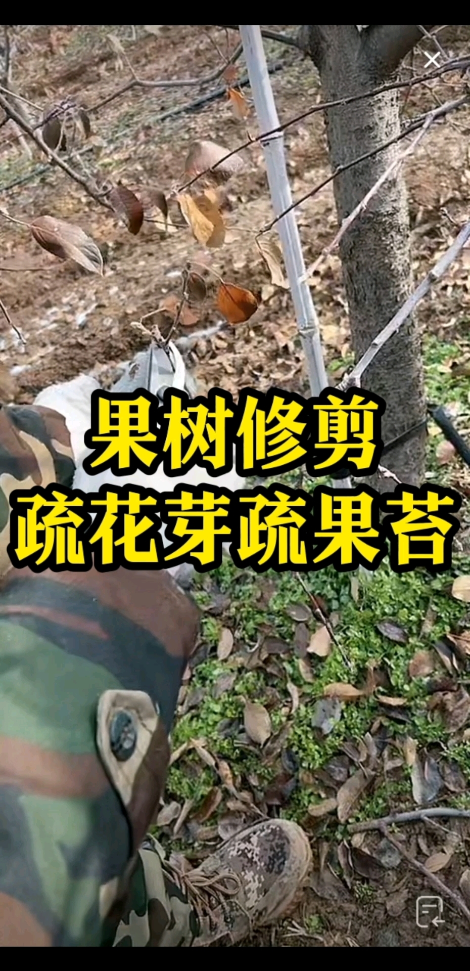 果树整形修剪技术大全,