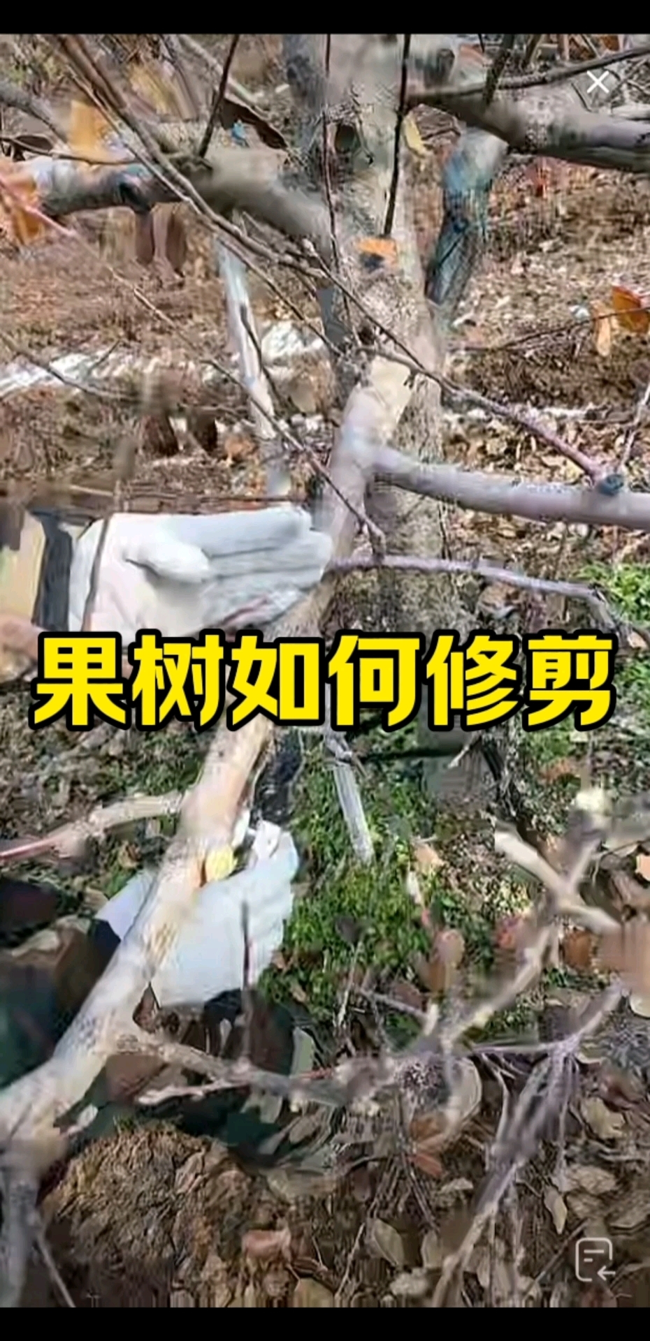 果树整形修剪技术大全,