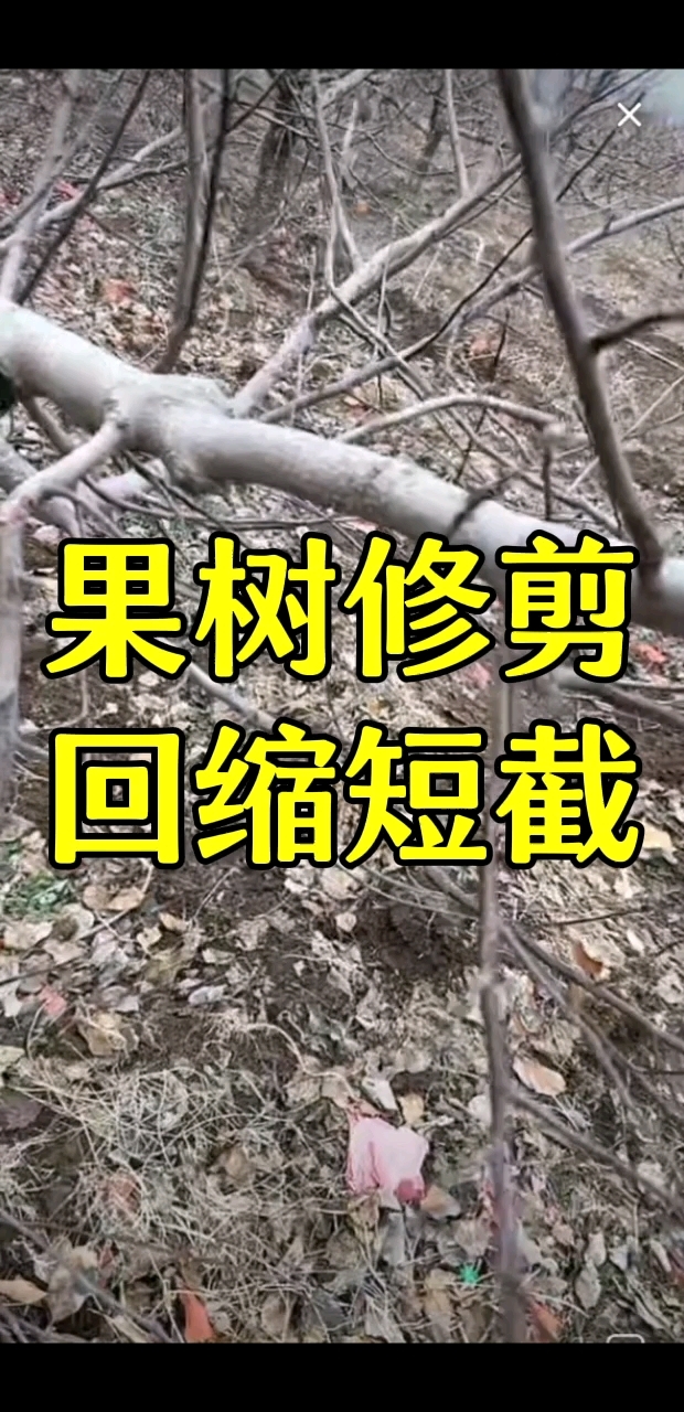 果树整形修剪技术大全,