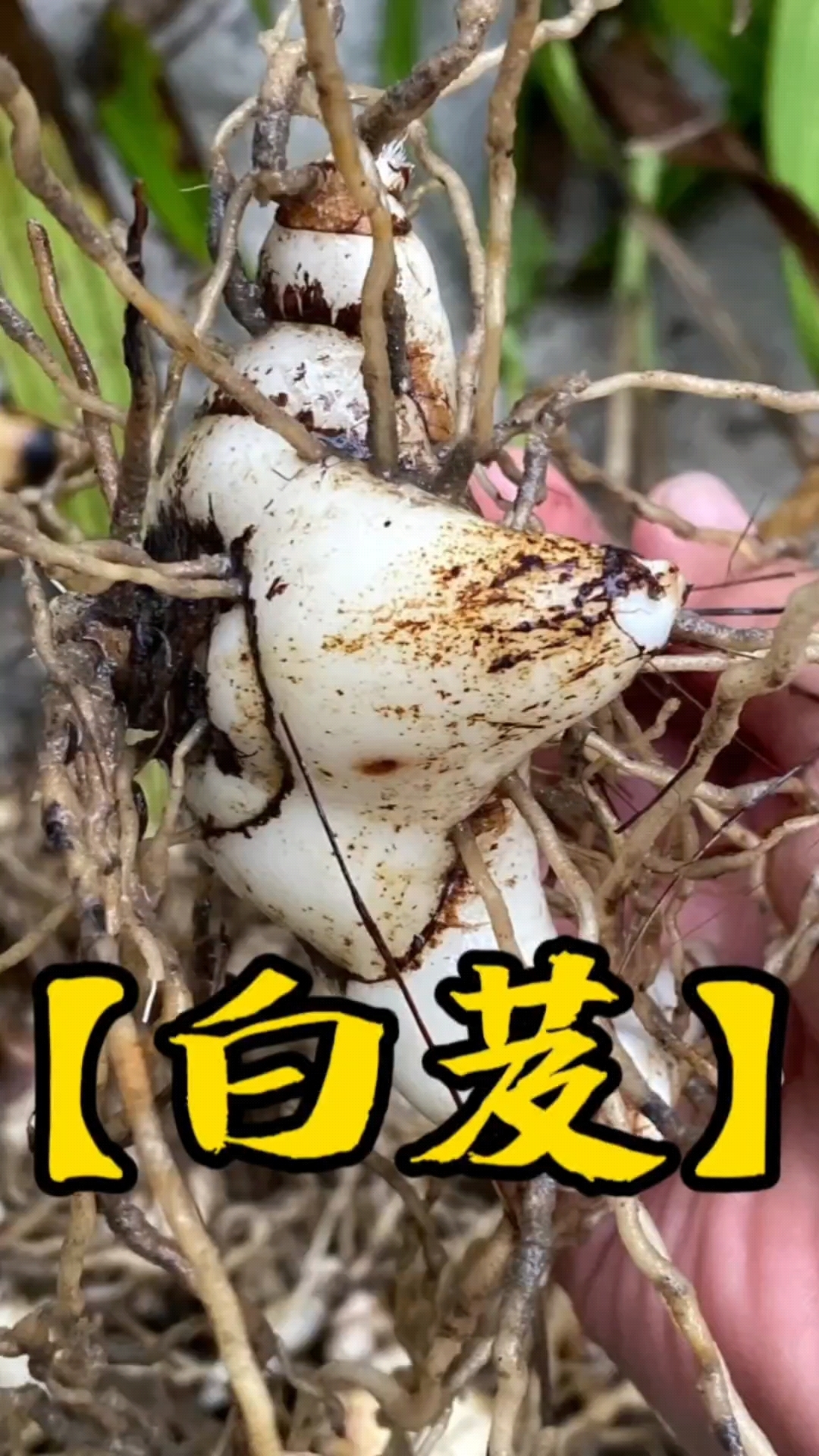 白芨,看到了千万不能碰,担心牢底坐穿