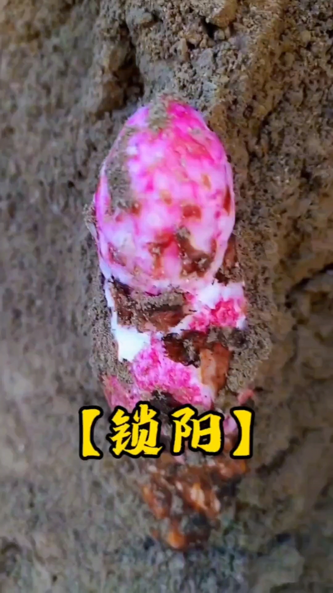 锁阳和肉苁蓉号称沙漠双雄