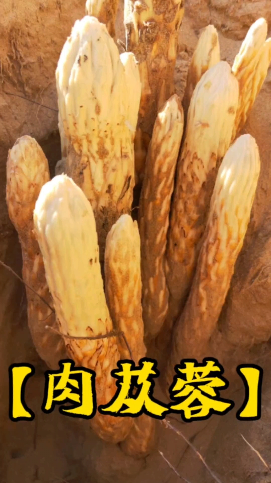 肉苁蓉和锁阳号称沙漠双雄