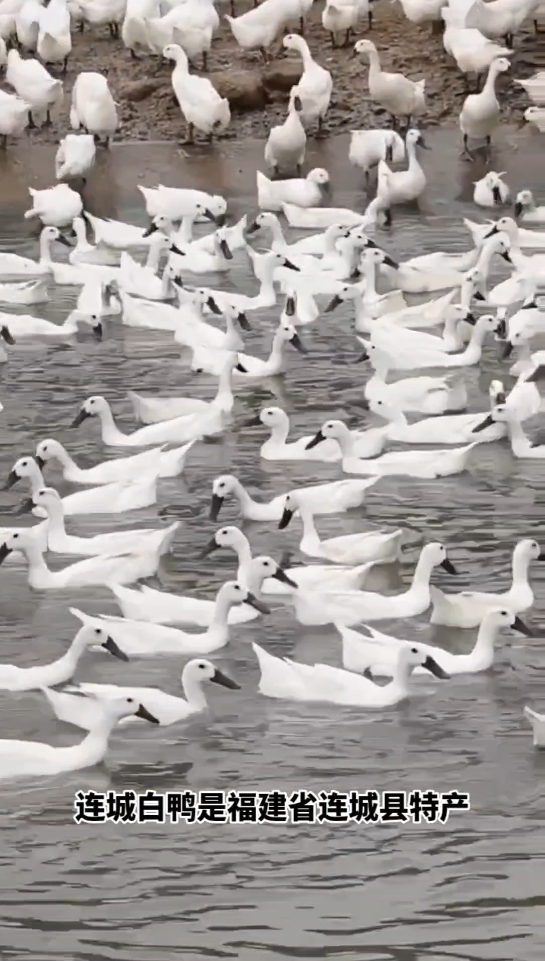 全国第一鸭#原汁原味的鸭