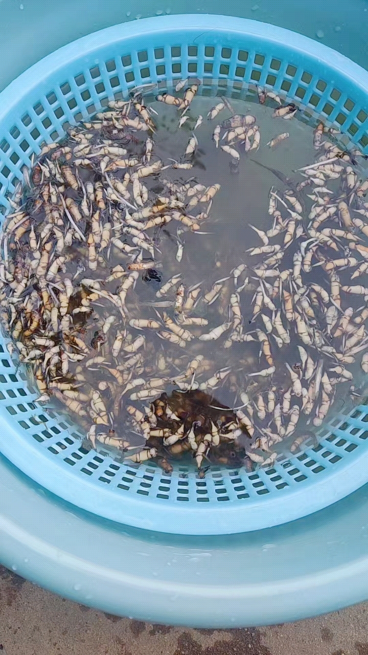 望江土特产 土虾子 