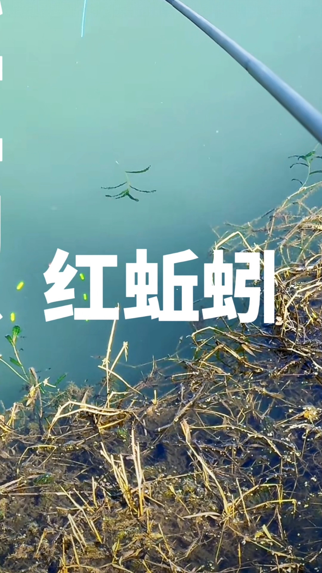 活饵避坑指南!鱼不吃蚯蚓的4个核心真相!