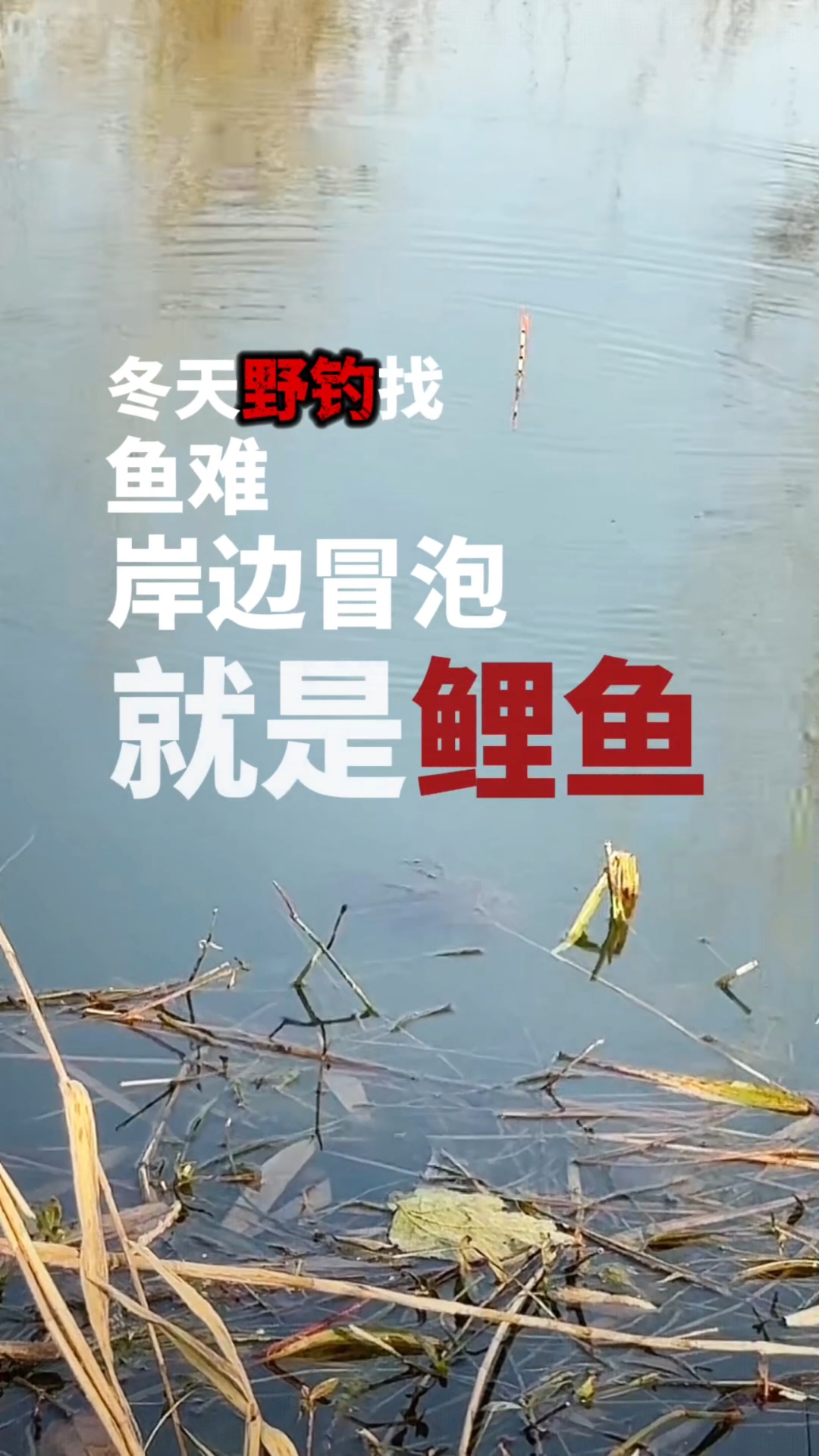冬天岸边见鲤鱼冒泡?抓准3个核心,稳钓“浅滩黄金鲤”!