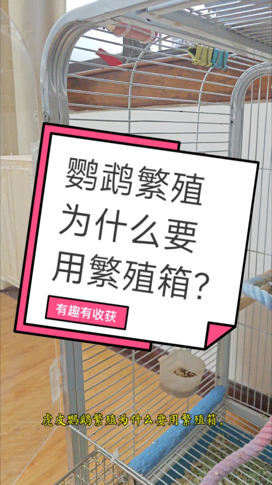 繁殖箱在鹦鹉繁殖过程起到什么作用?