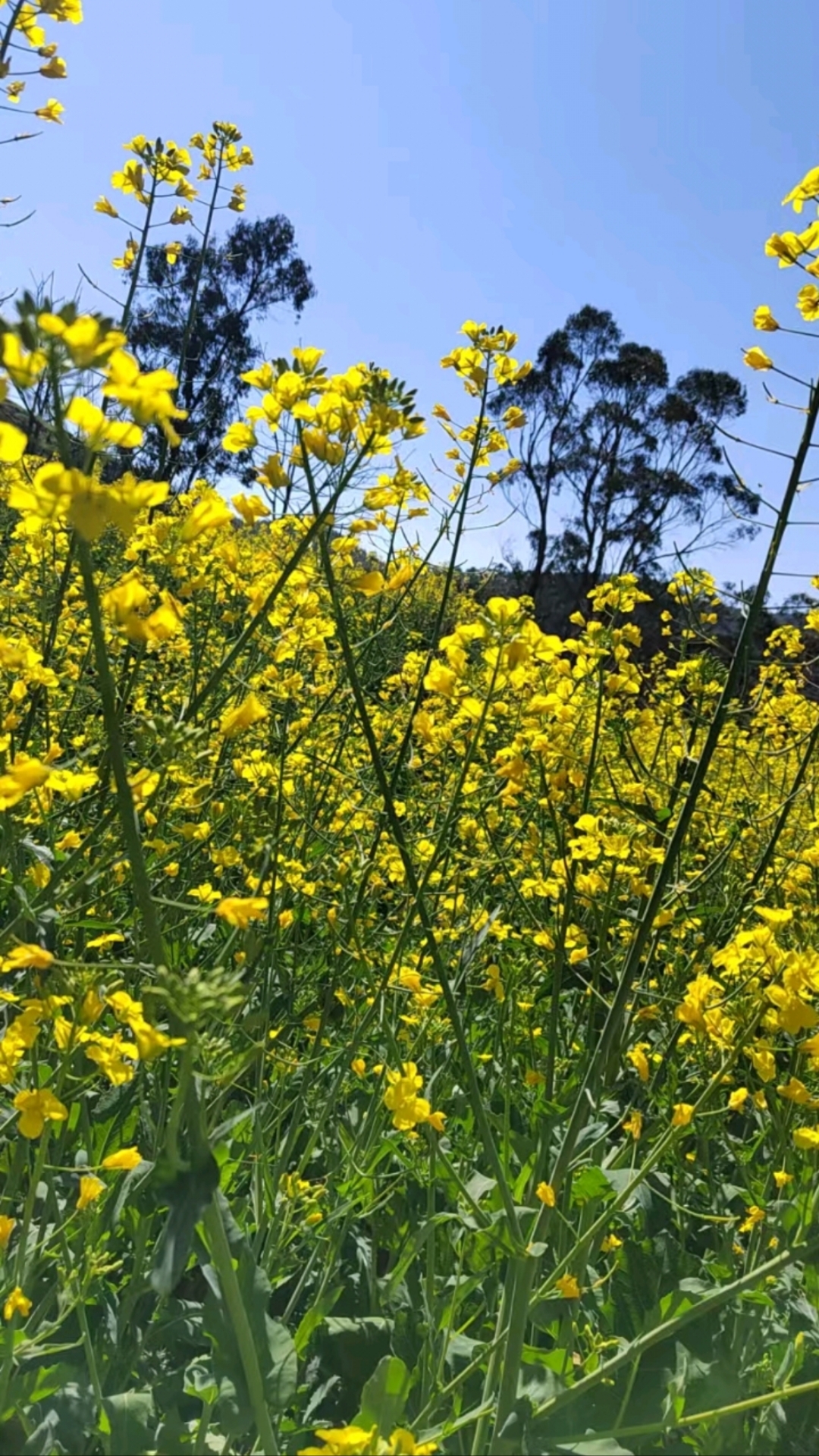 春天的油菜花