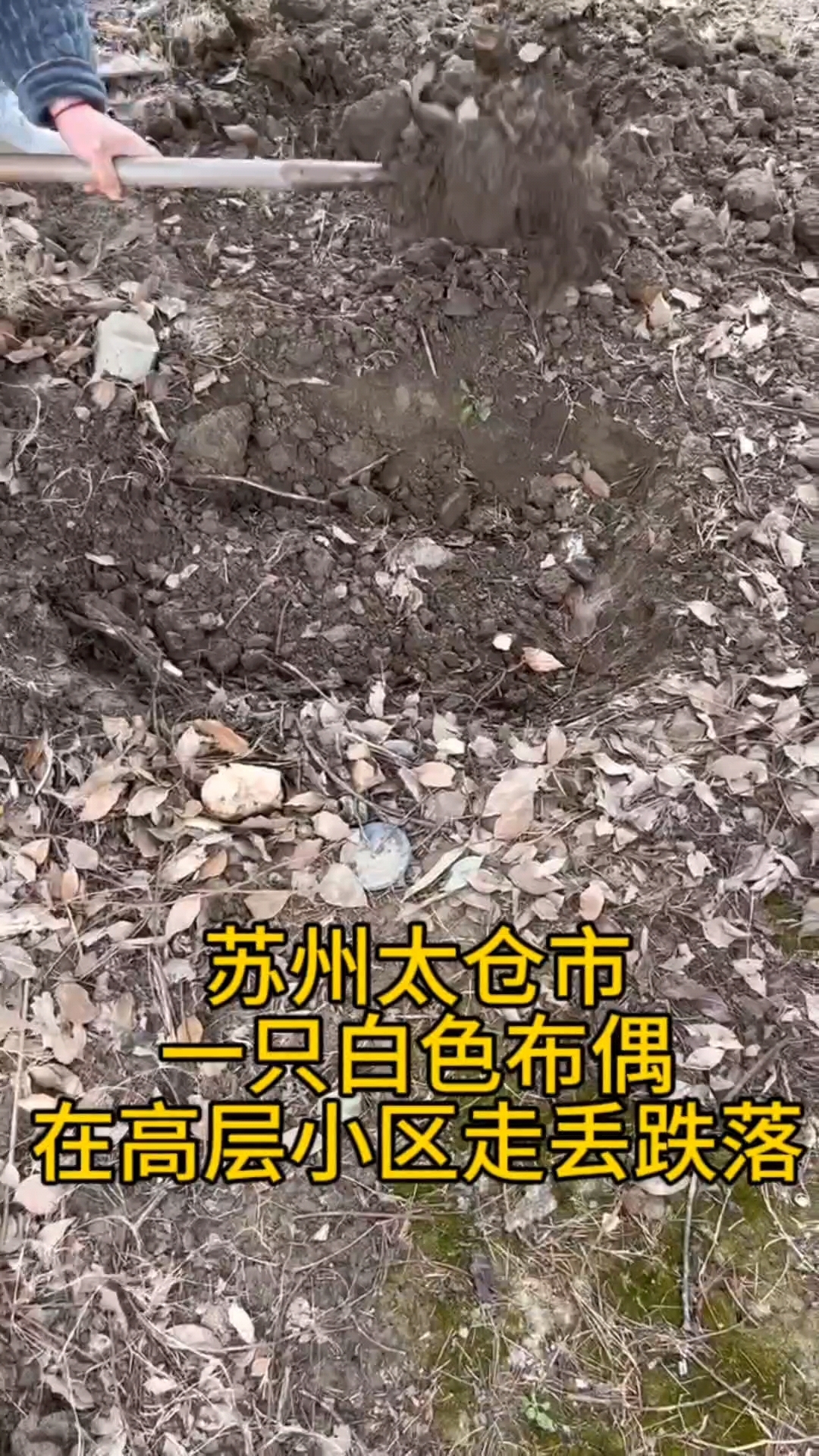 苏州找猫团队,苏州太仓市,一只白色布偶从高层走丢坠落