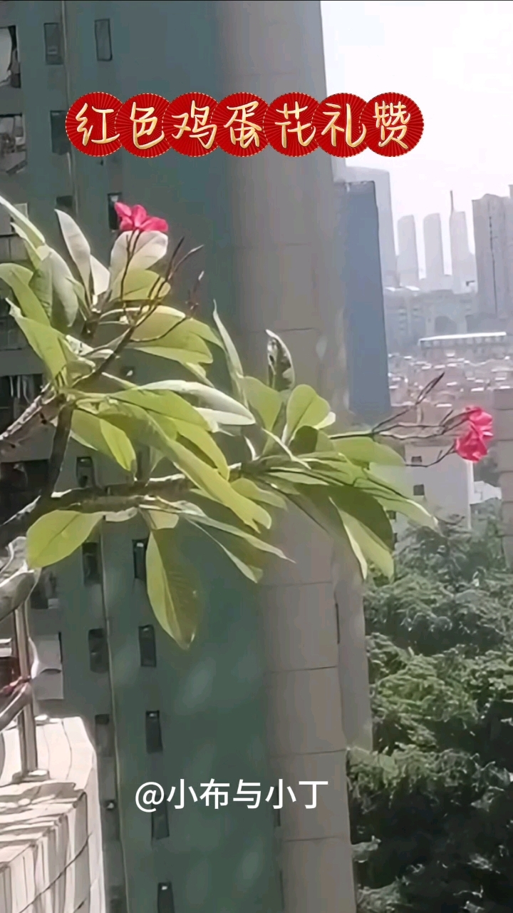 红色鸡蛋花礼赞 祝贺祖国七十五华诞