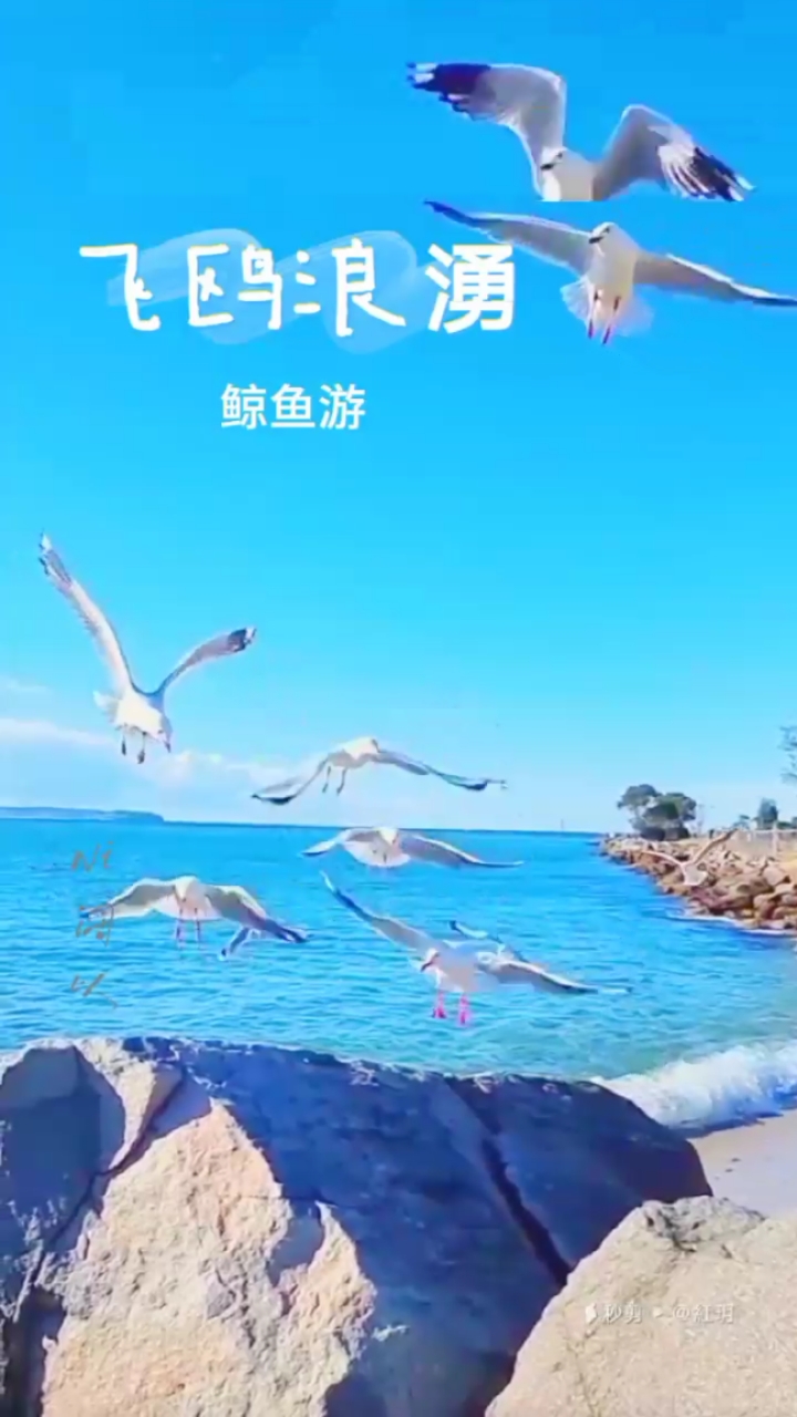 《飞欧浪涌鲸鱼游》鲸鱼在风水中具有重要的象征意义,是增加幸福