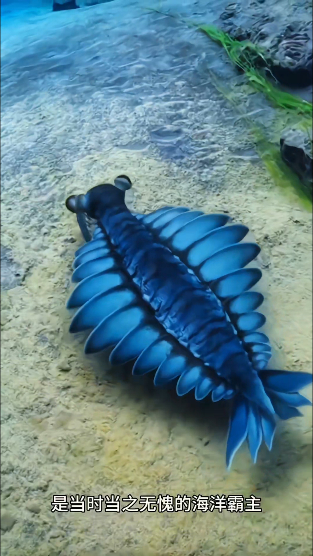 三叶虫的宿命，不是被奇虾追，就是被房角石吃！