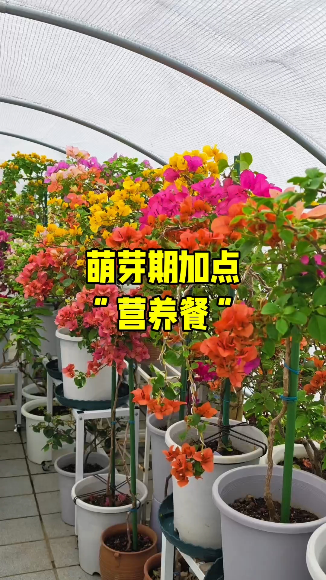 春天的第一顿营养餐给三角梅“吃”什么?不同苗情区别对待