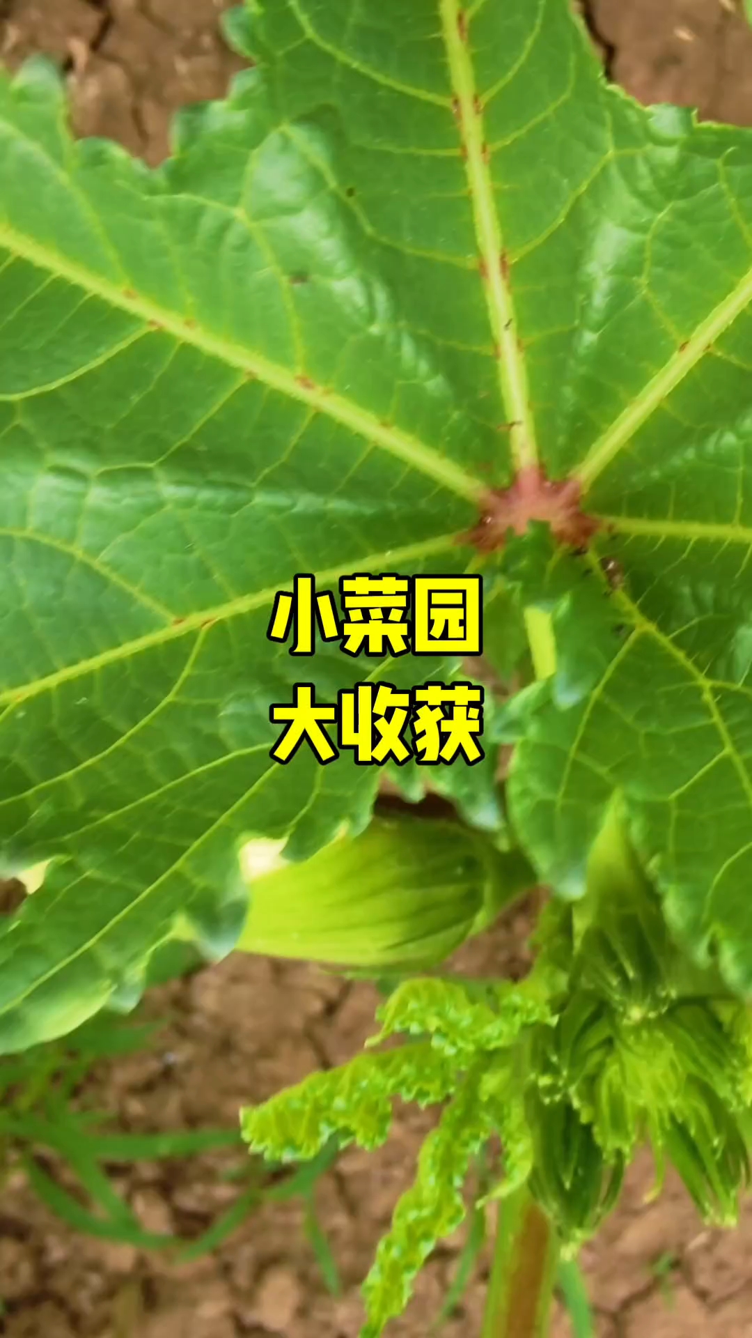 小菜园，大收获