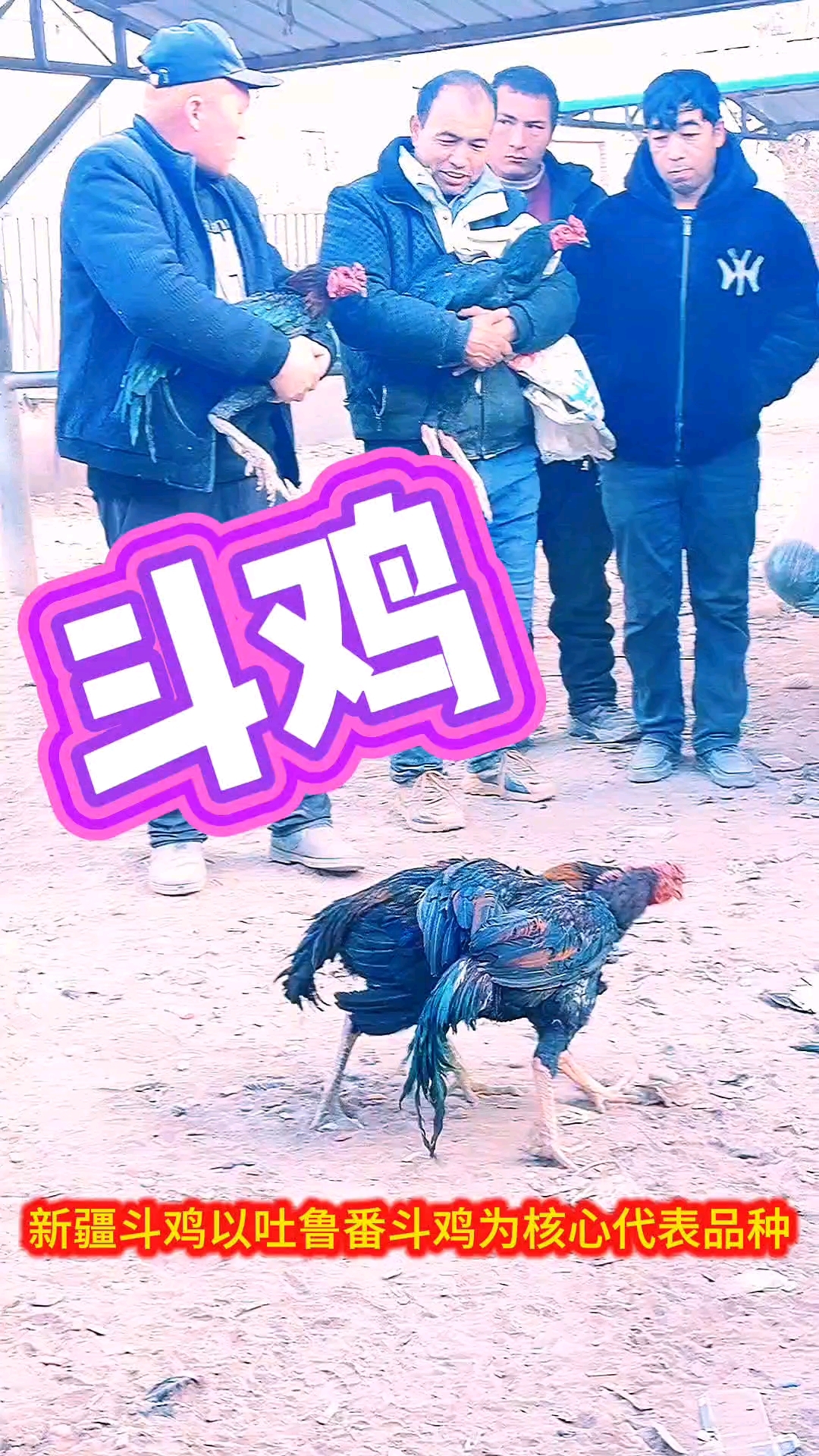 新疆斗鸡先逃逸者为败